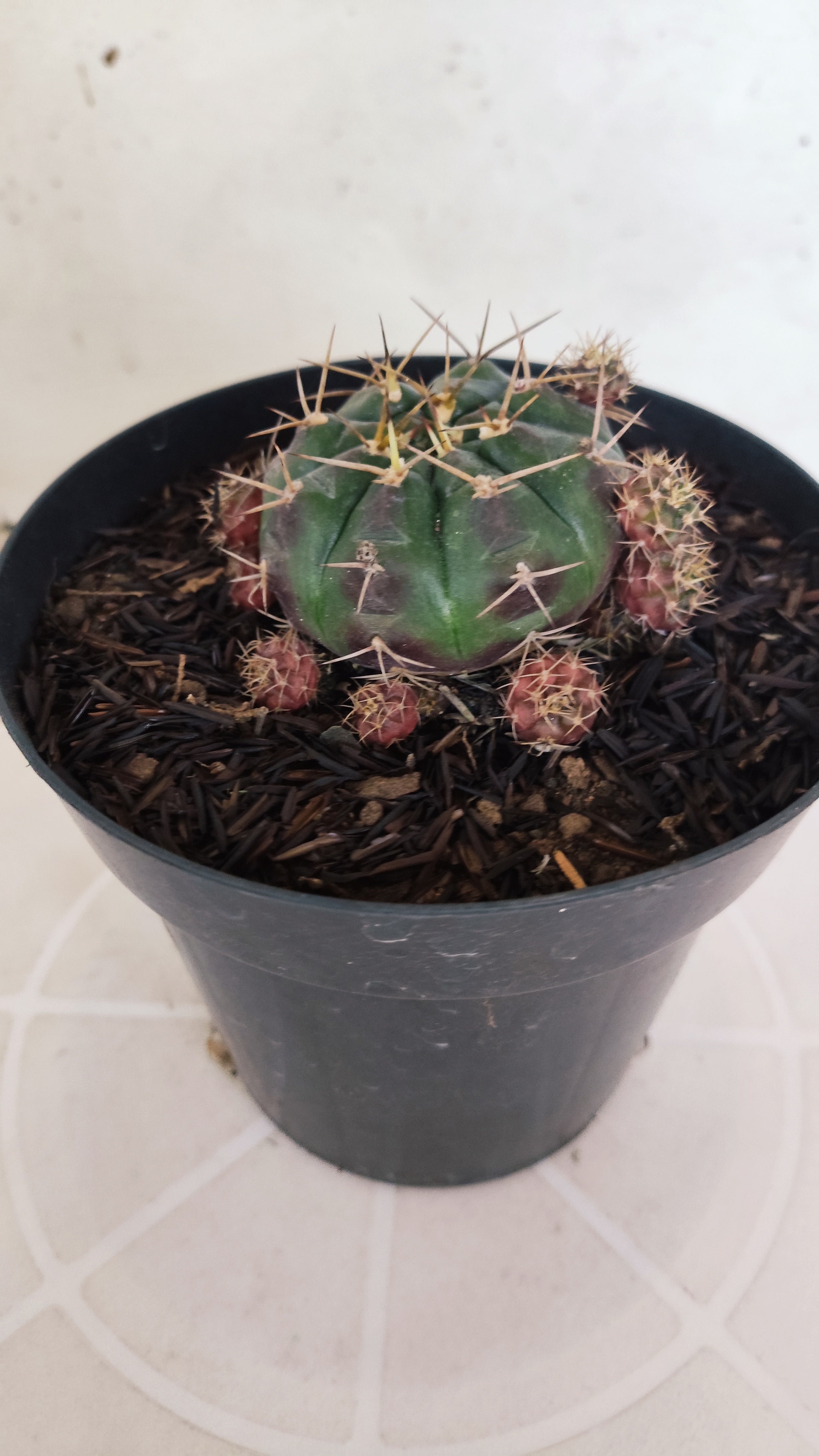 GYMNOCALYCIUM DAMSII - Nº 629 – vaso 15