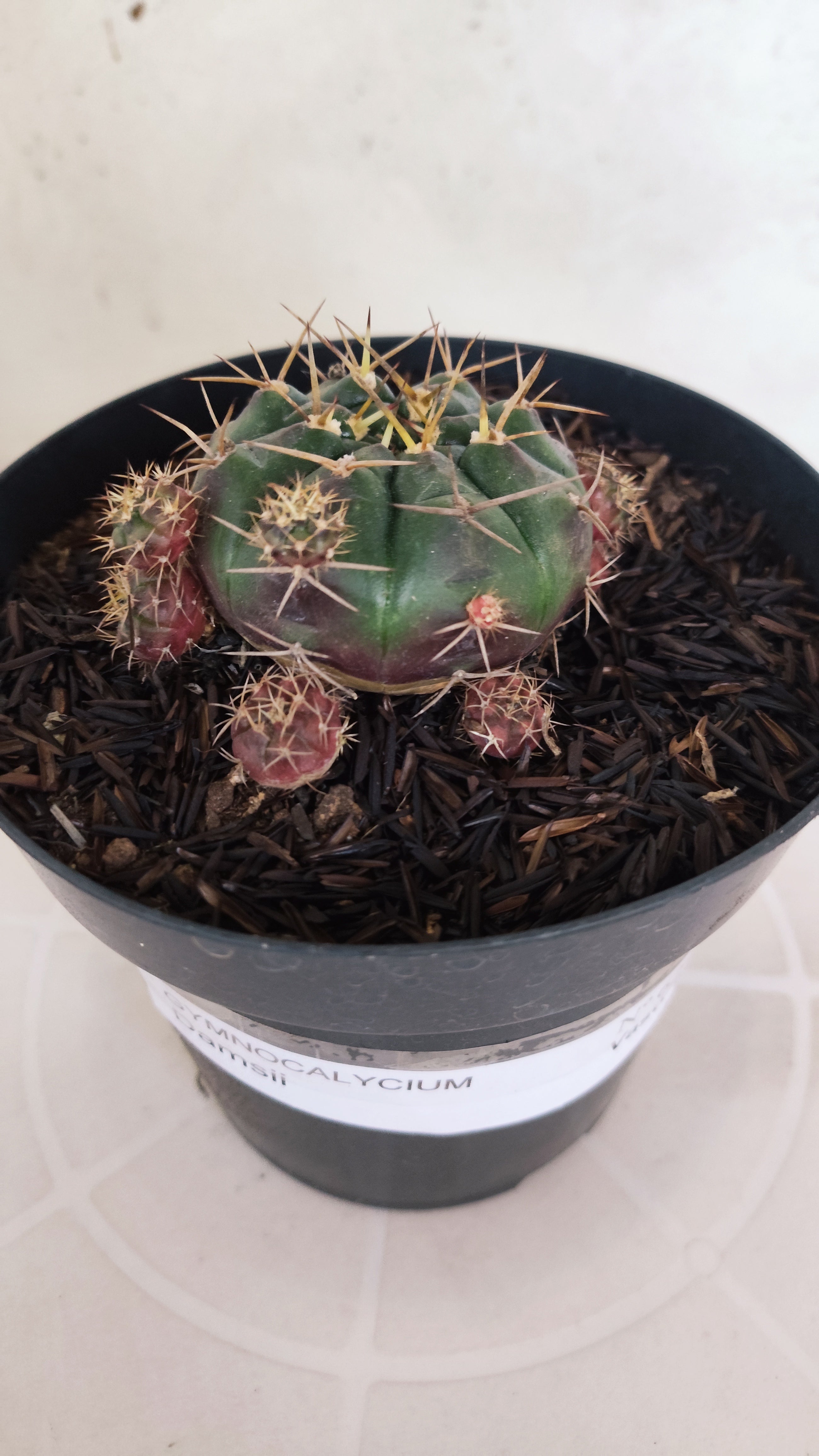 GYMNOCALYCIUM DAMSII - Nº 629 – vaso 15