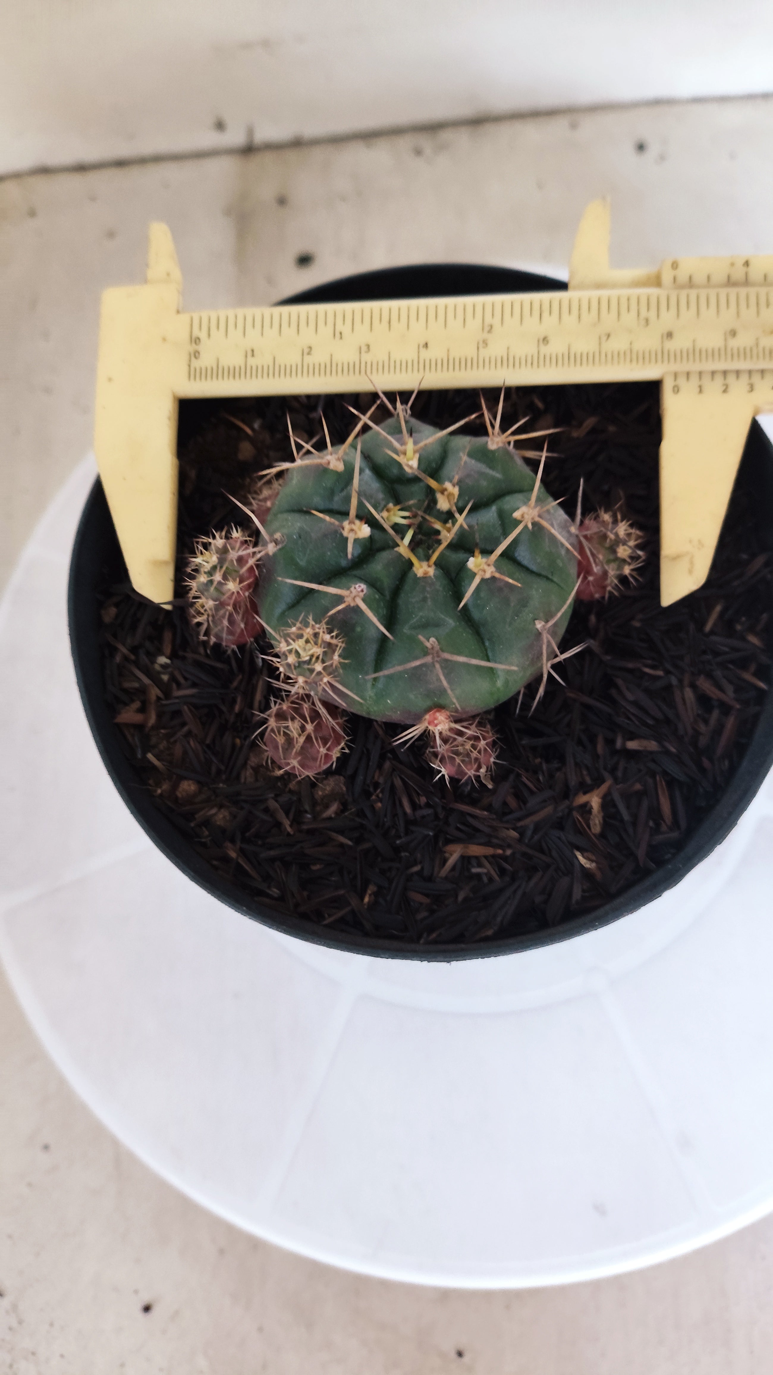 GYMNOCALYCIUM DAMSII - Nº 629 – vaso 15
