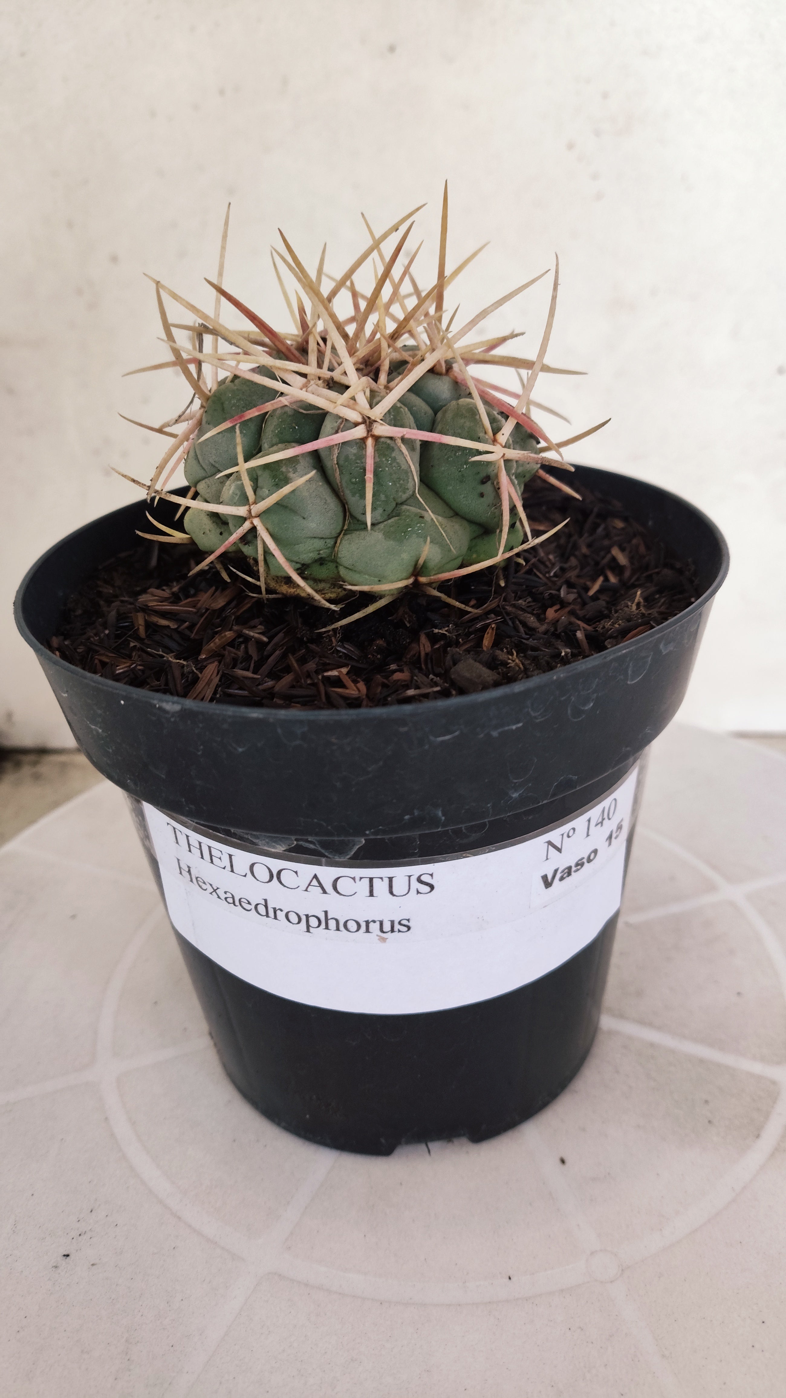 MATRIZ THELOCACTUS Hexaedrophorus Nº 140 – VASO 15