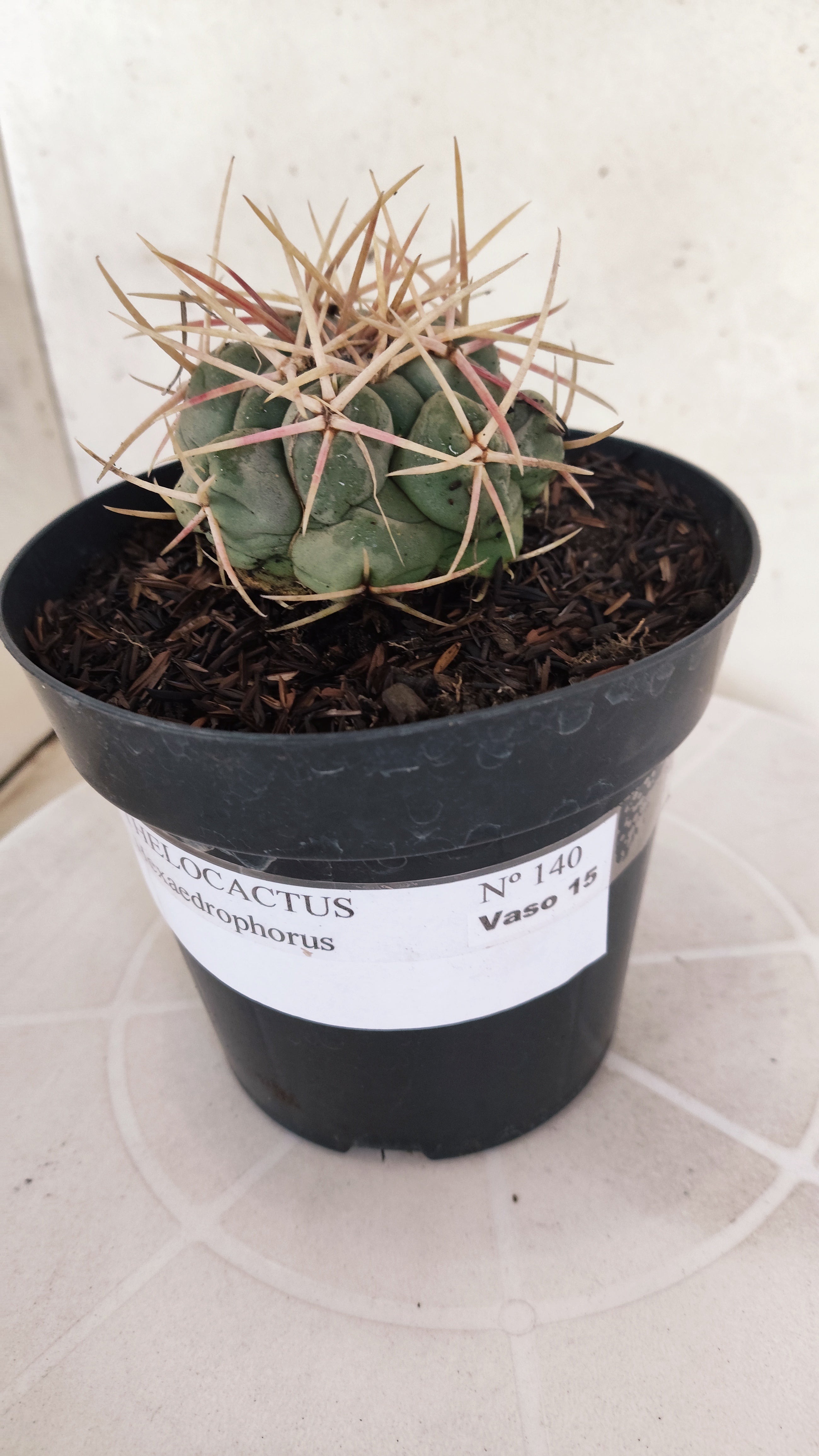 MATRIZ THELOCACTUS Hexaedrophorus Nº 140 – VASO 15