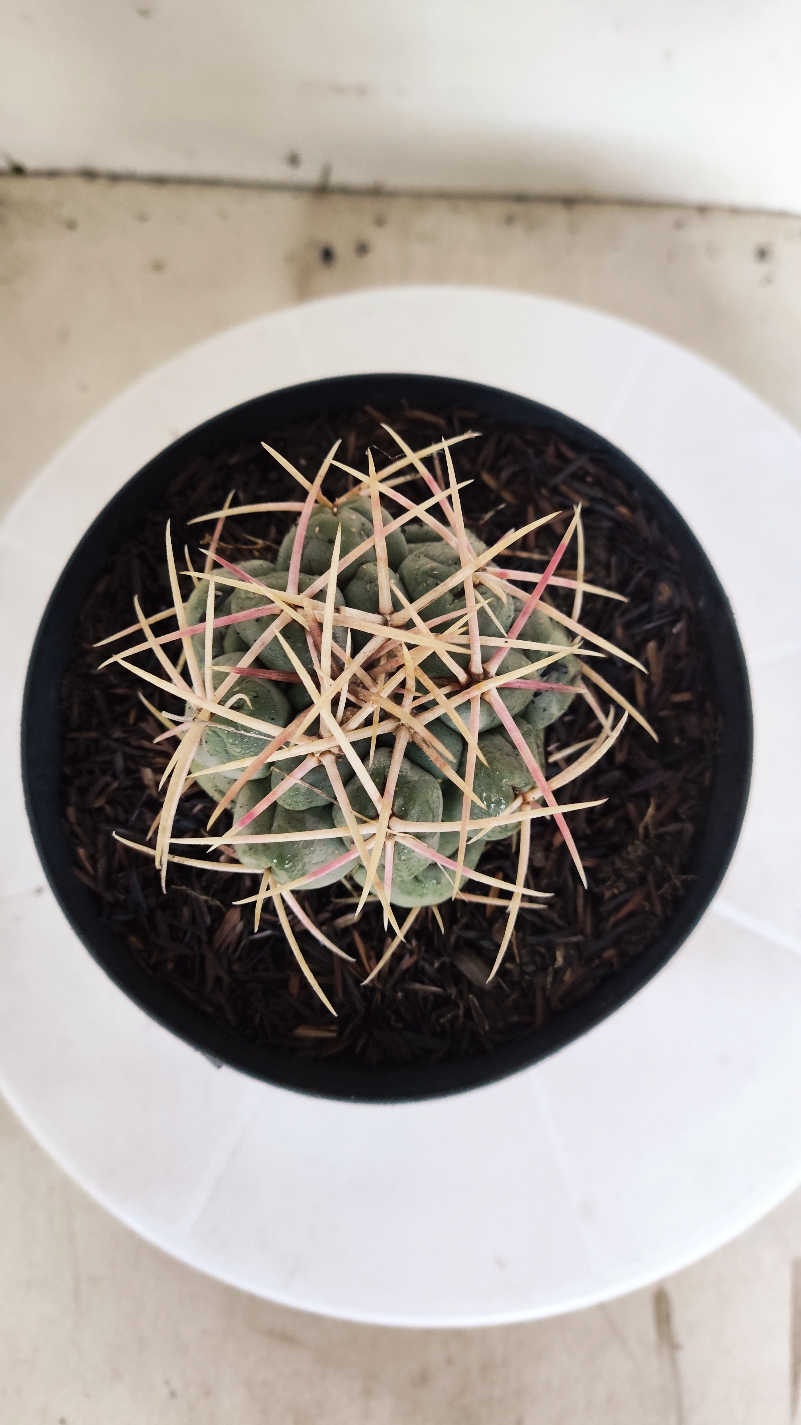 MATRIZ THELOCACTUS Hexaedrophorus Nº 140 – VASO 15