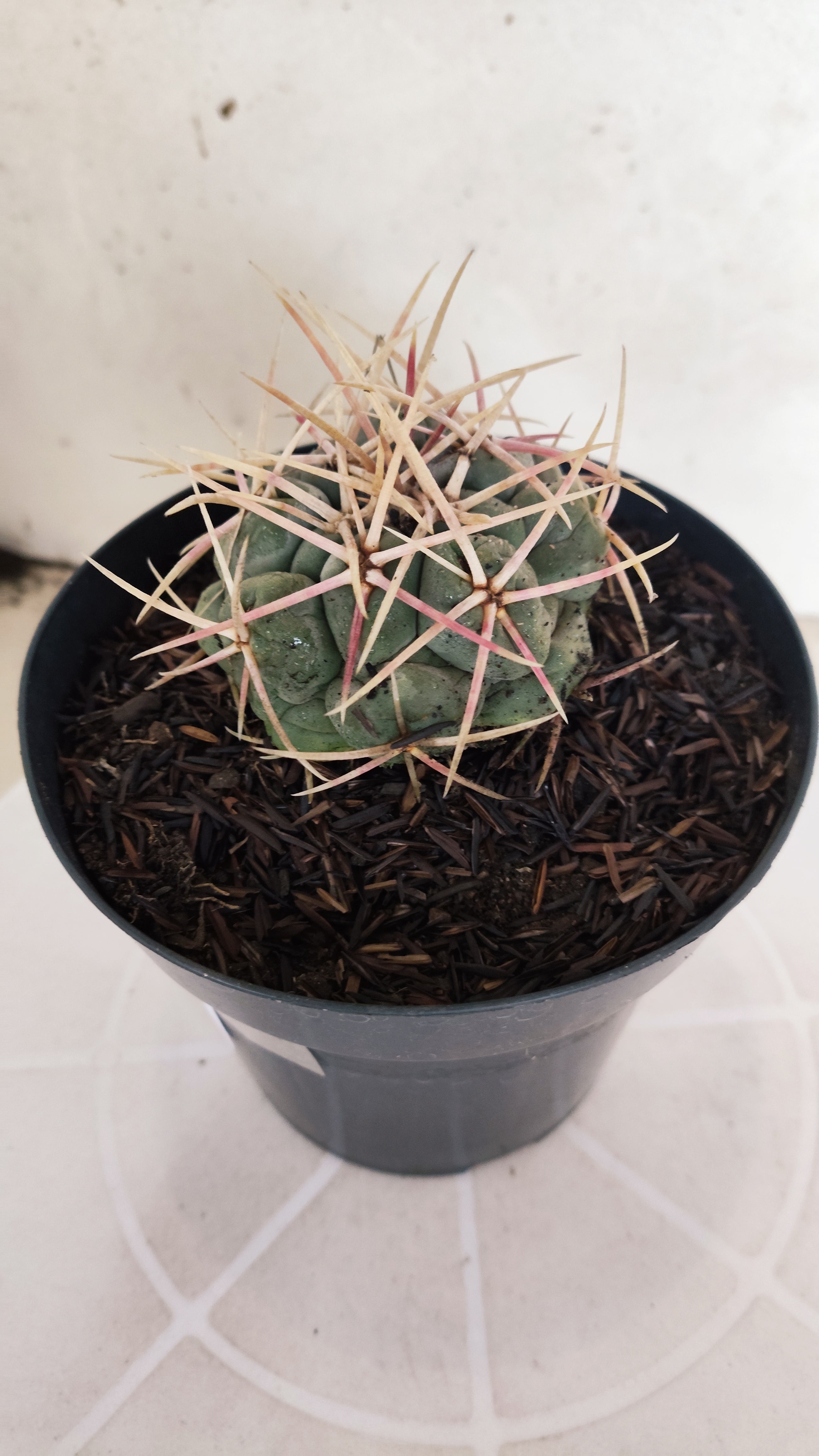 MATRIZ THELOCACTUS Hexaedrophorus Nº 140 – VASO 15