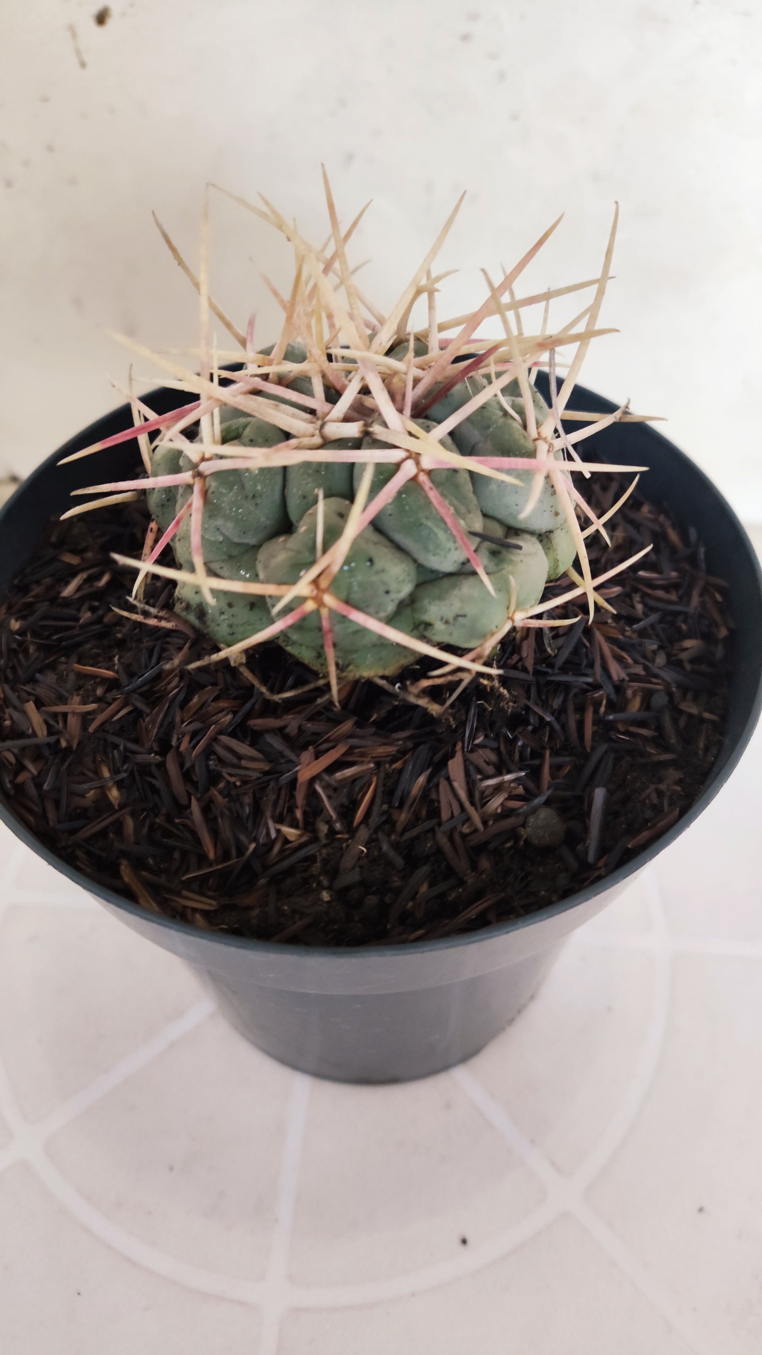 MATRIZ THELOCACTUS Hexaedrophorus Nº 140 – VASO 15