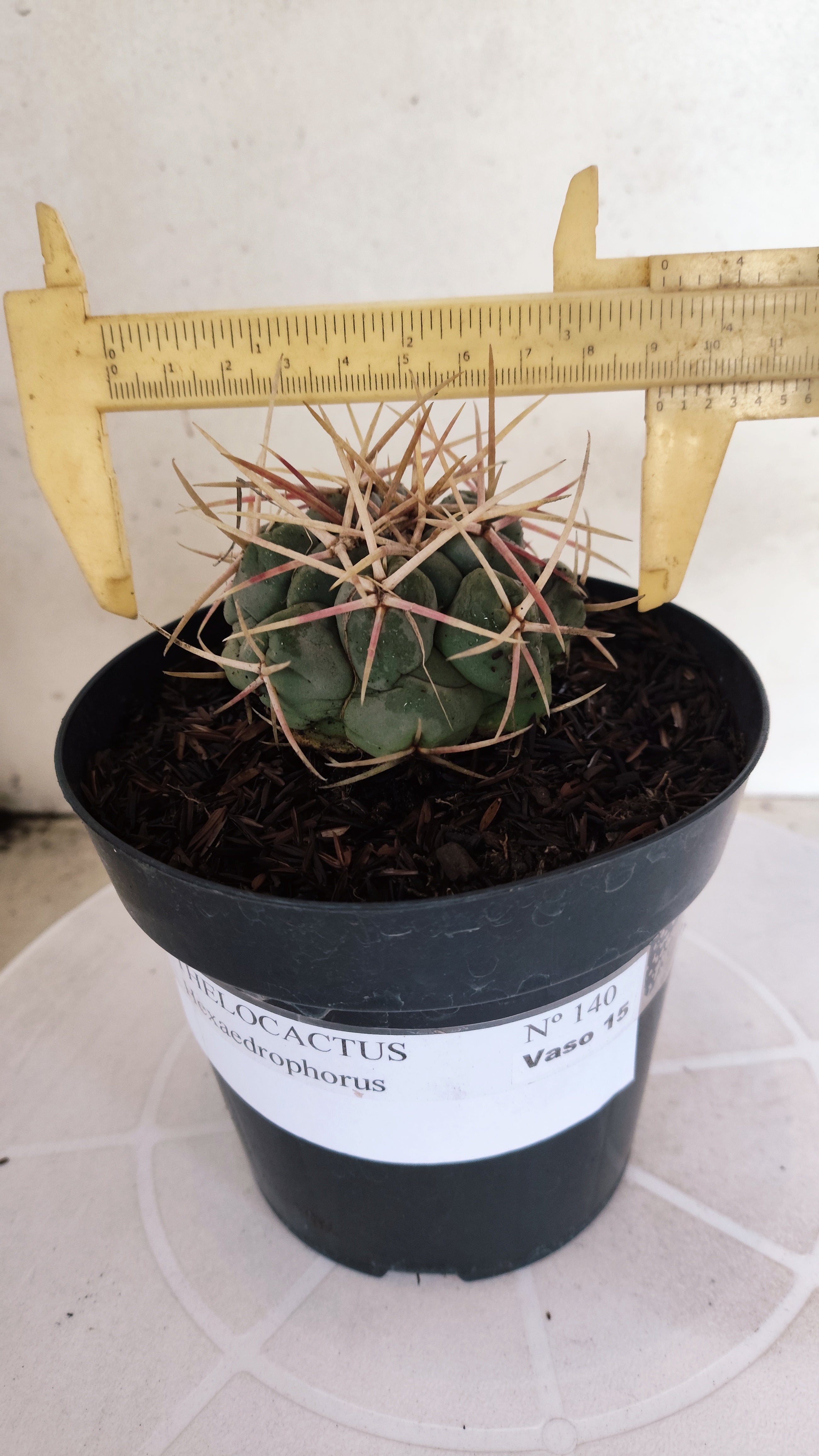 MATRIZ THELOCACTUS Hexaedrophorus Nº 140 – VASO 15