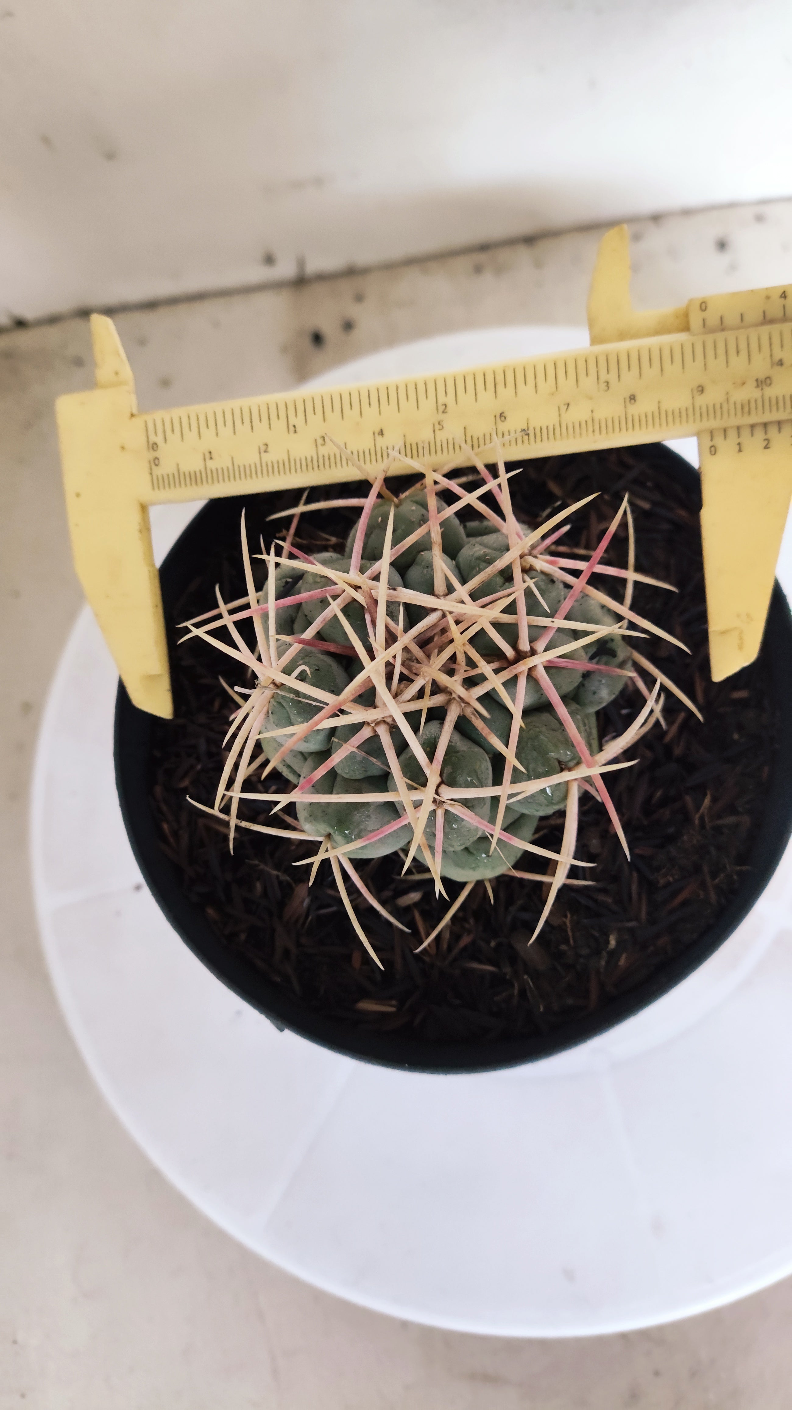 MATRIZ THELOCACTUS Hexaedrophorus Nº 140 – VASO 15