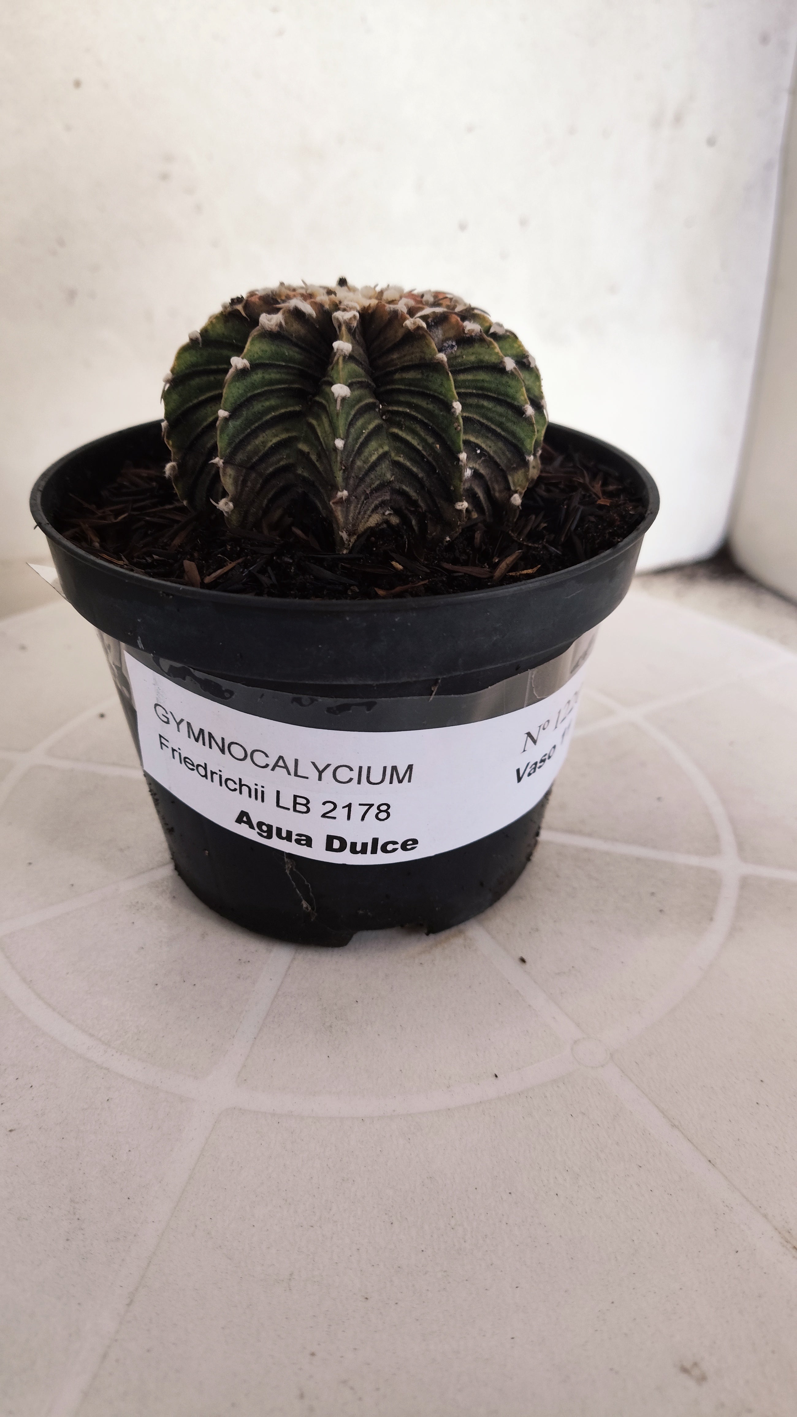 GYMNOCALYCIUM Friedrichii LB 2178 "Agua Dulce" - Nº 1220– vaso 11