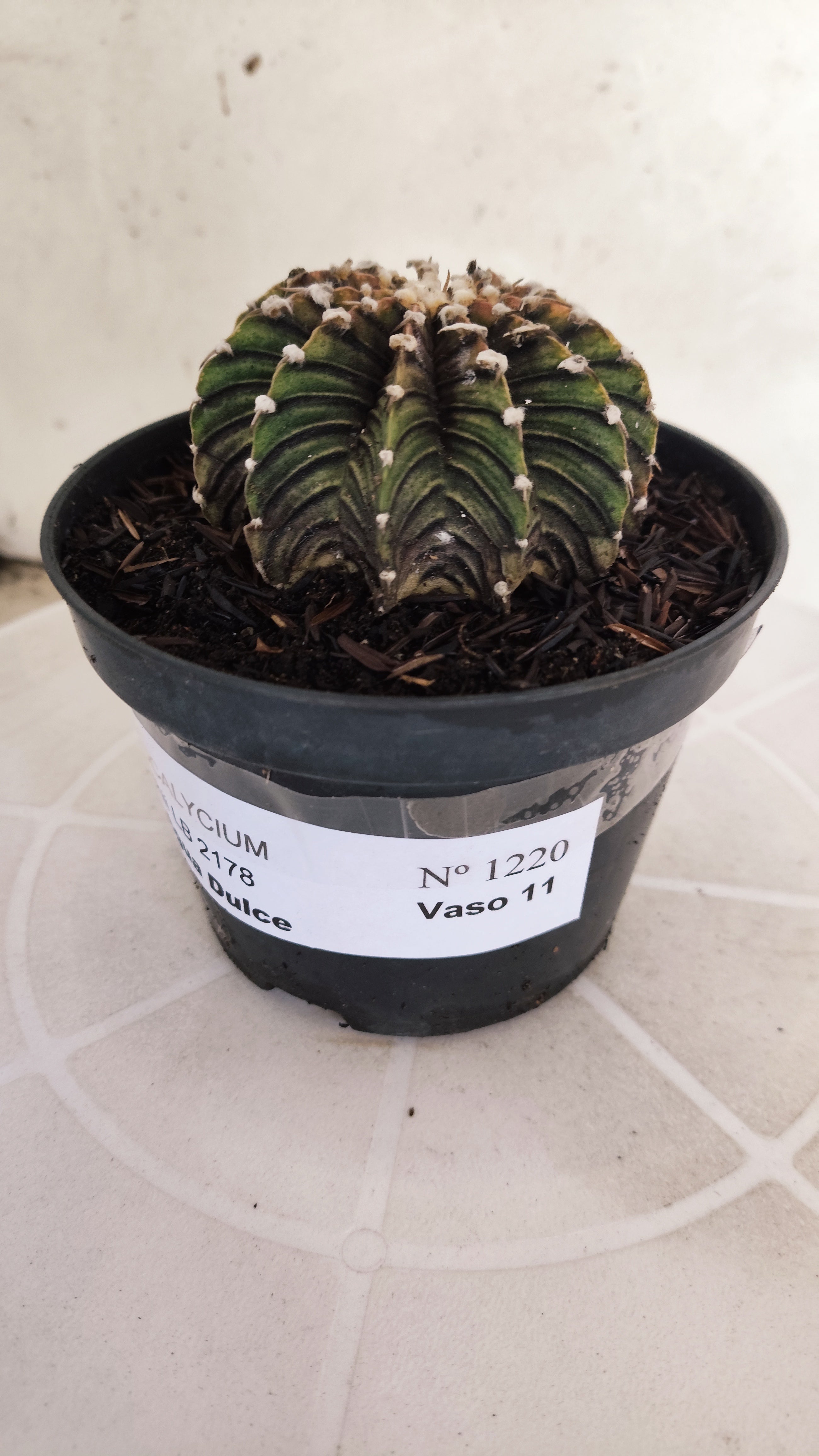 GYMNOCALYCIUM Friedrichii LB 2178 "Agua Dulce" - Nº 1220– vaso 11