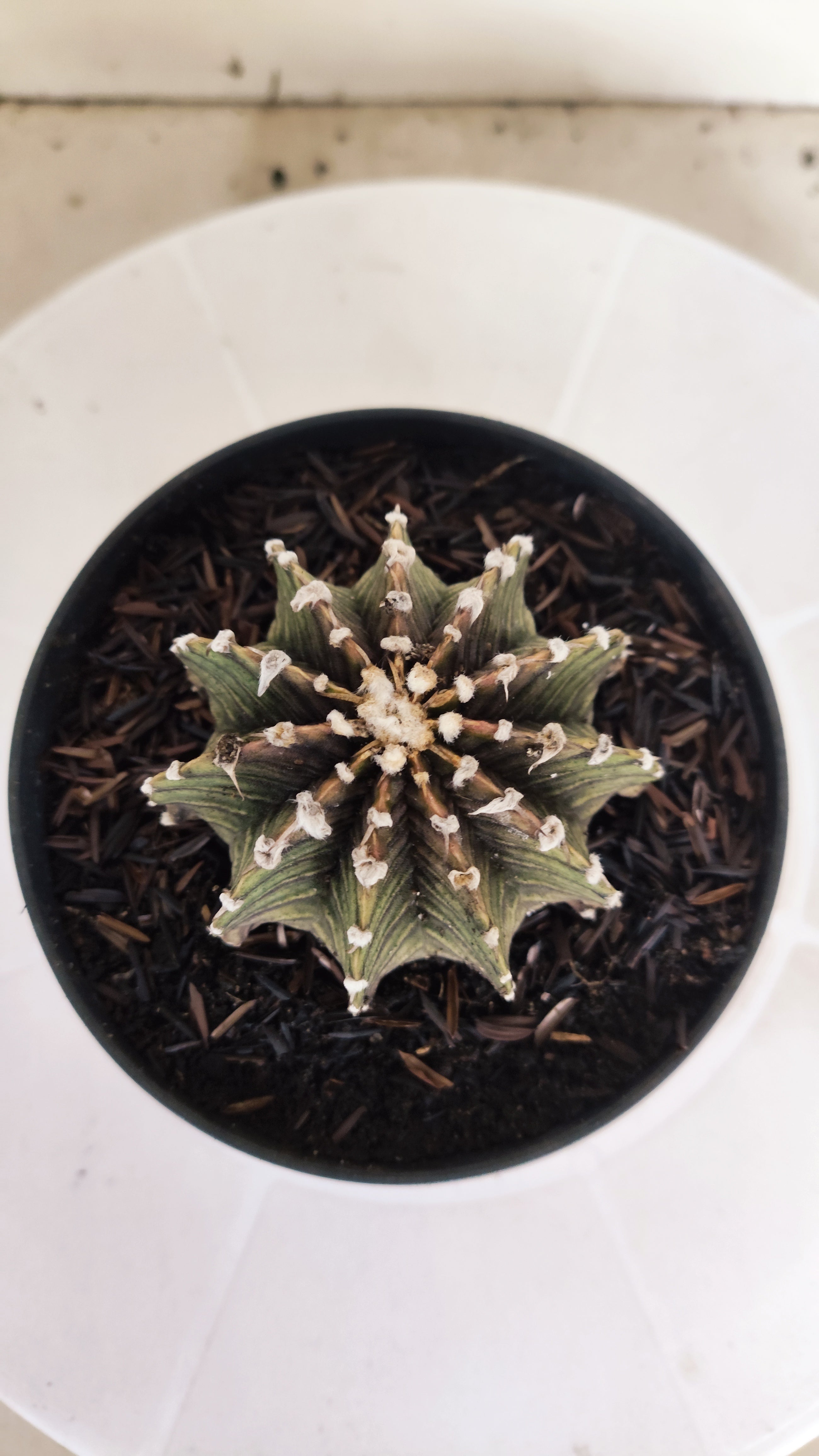 GYMNOCALYCIUM Friedrichii LB 2178 "Agua Dulce" - Nº 1220– vaso 11