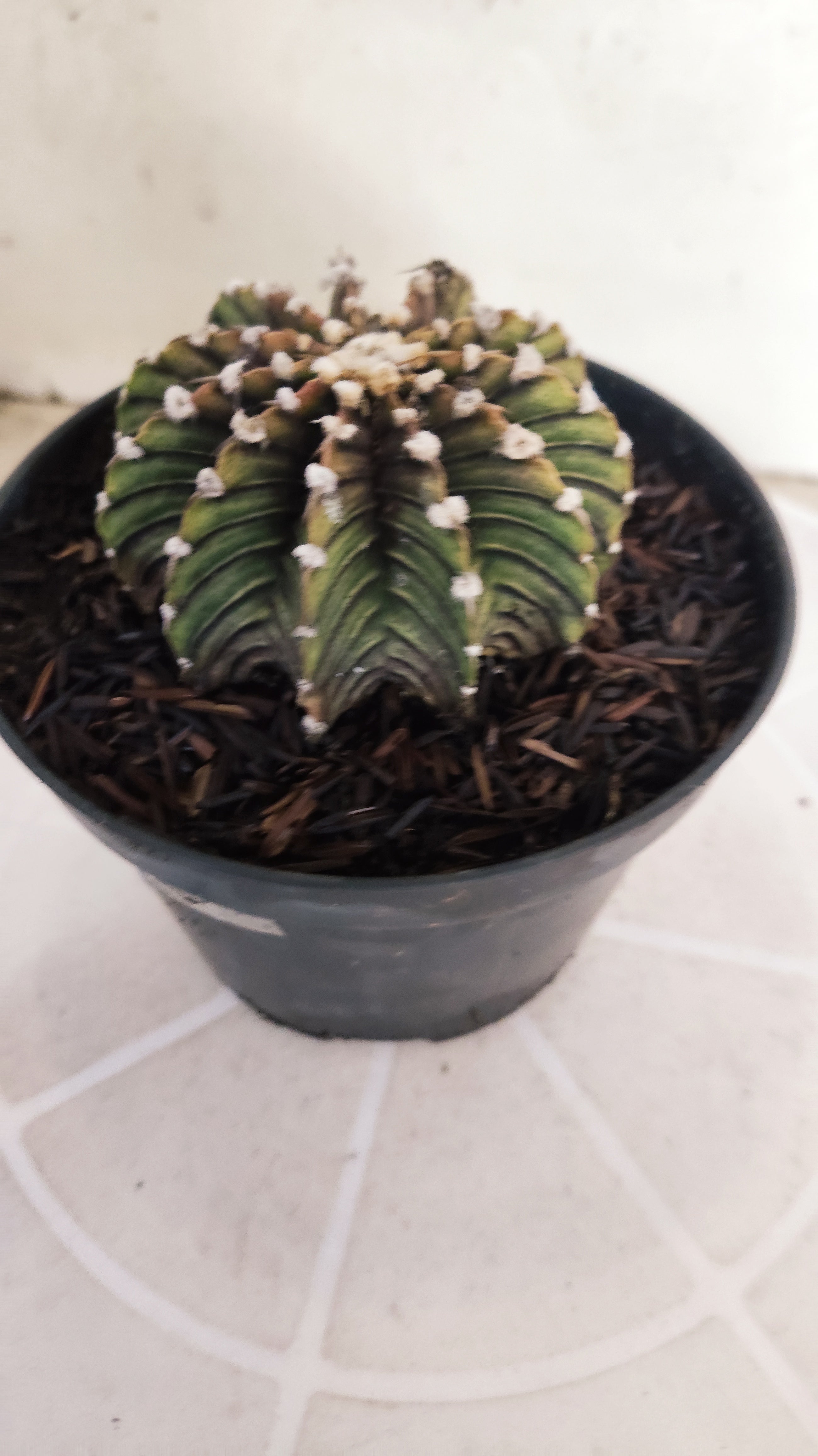 GYMNOCALYCIUM Friedrichii LB 2178 "Agua Dulce" - Nº 1220– vaso 11