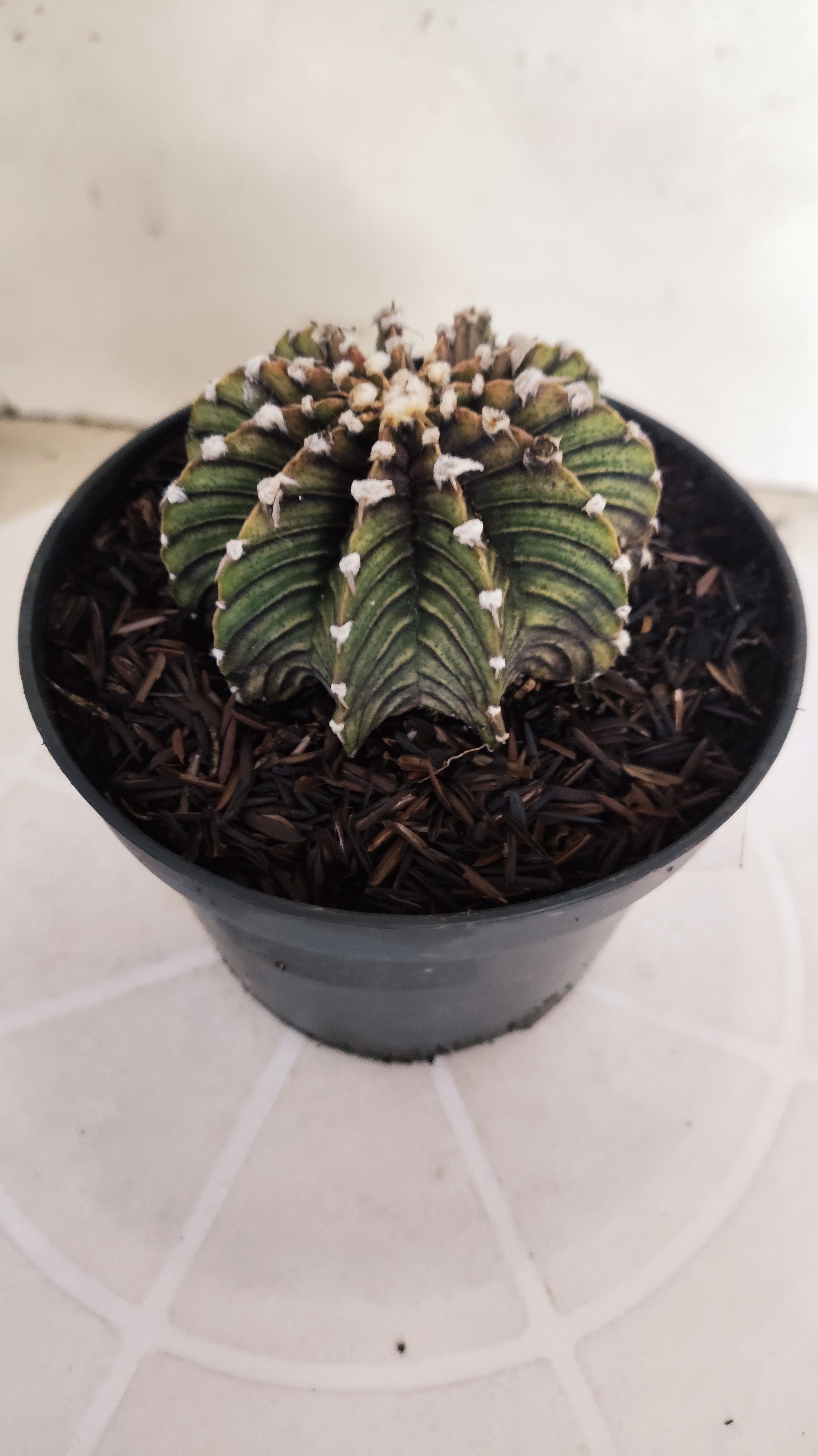 GYMNOCALYCIUM Friedrichii LB 2178 "Agua Dulce" - Nº 1220– vaso 11