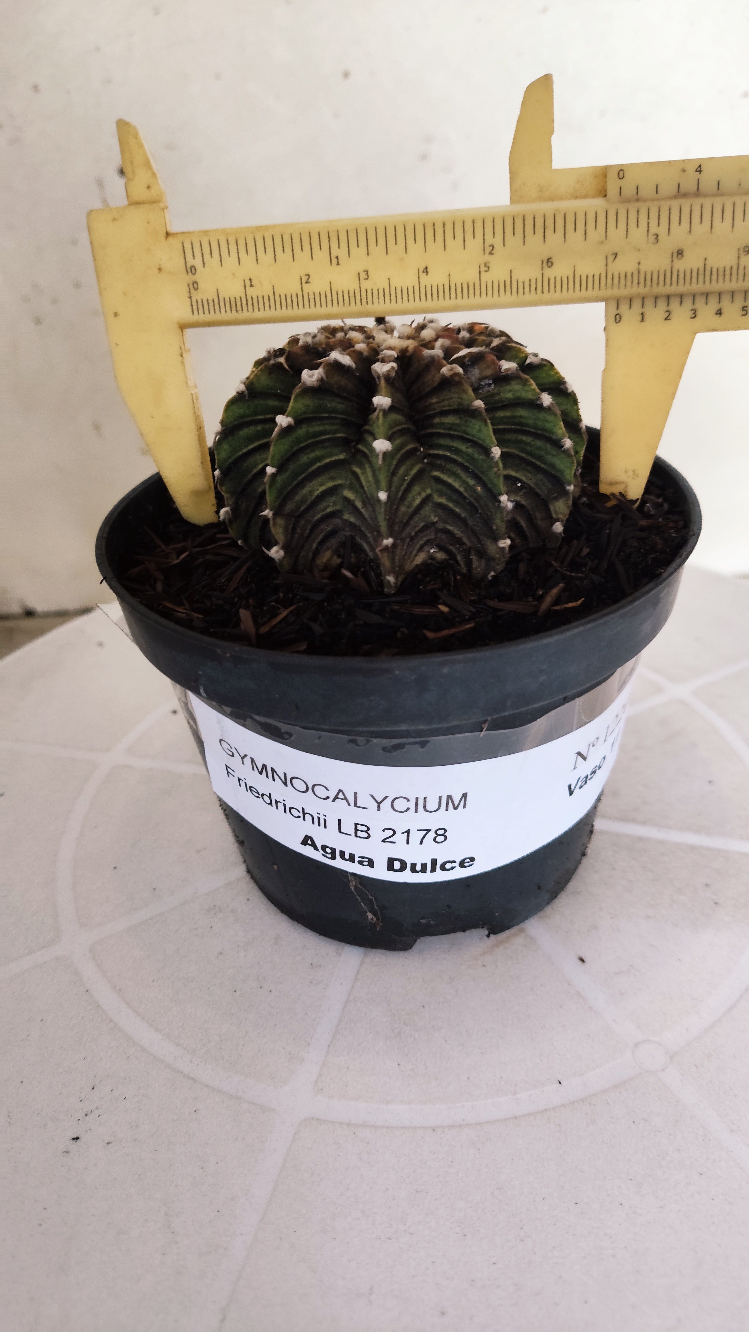 GYMNOCALYCIUM Friedrichii LB 2178 "Agua Dulce" - Nº 1220– vaso 11