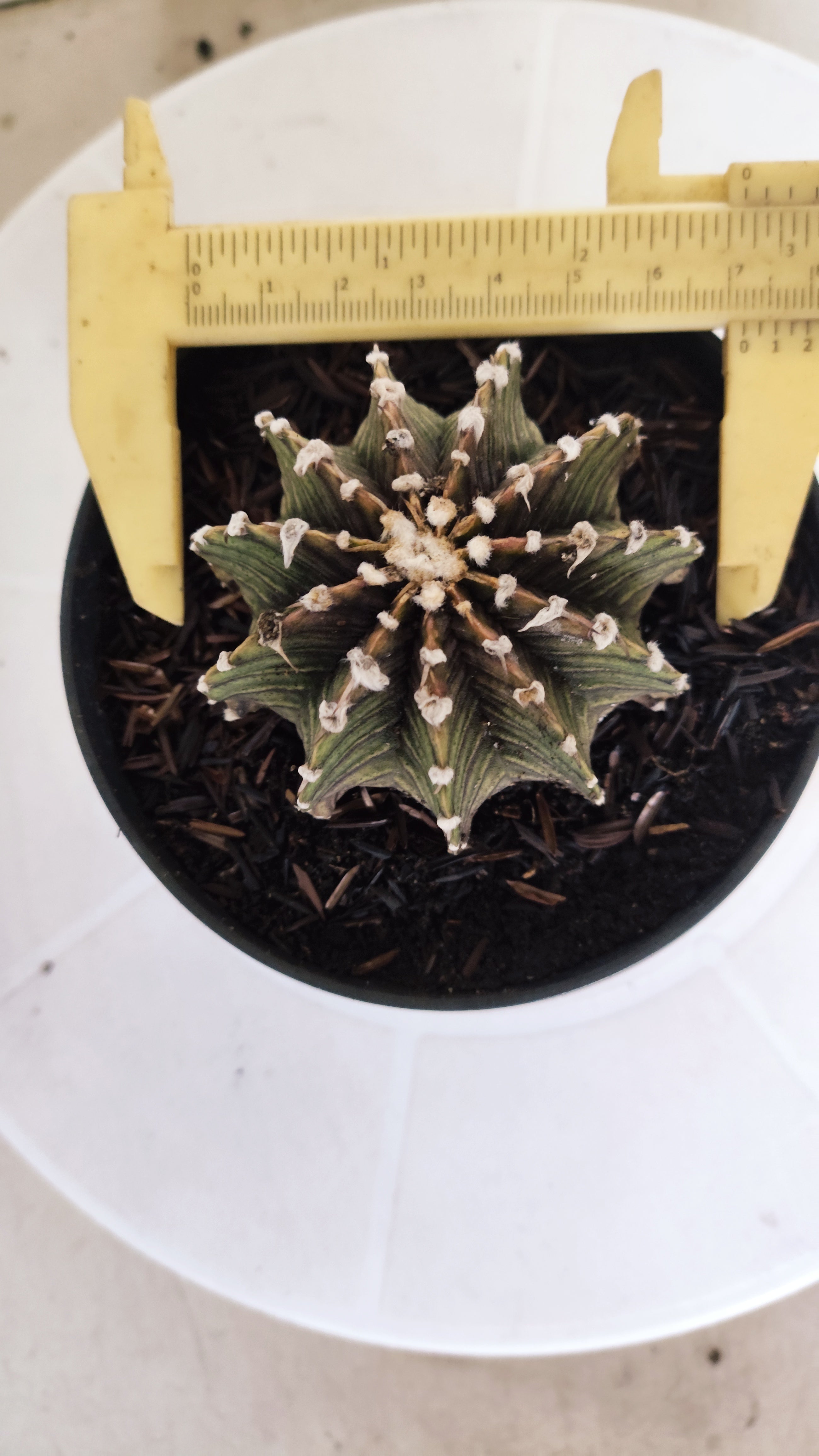 GYMNOCALYCIUM Friedrichii LB 2178 "Agua Dulce" - Nº 1220– vaso 11