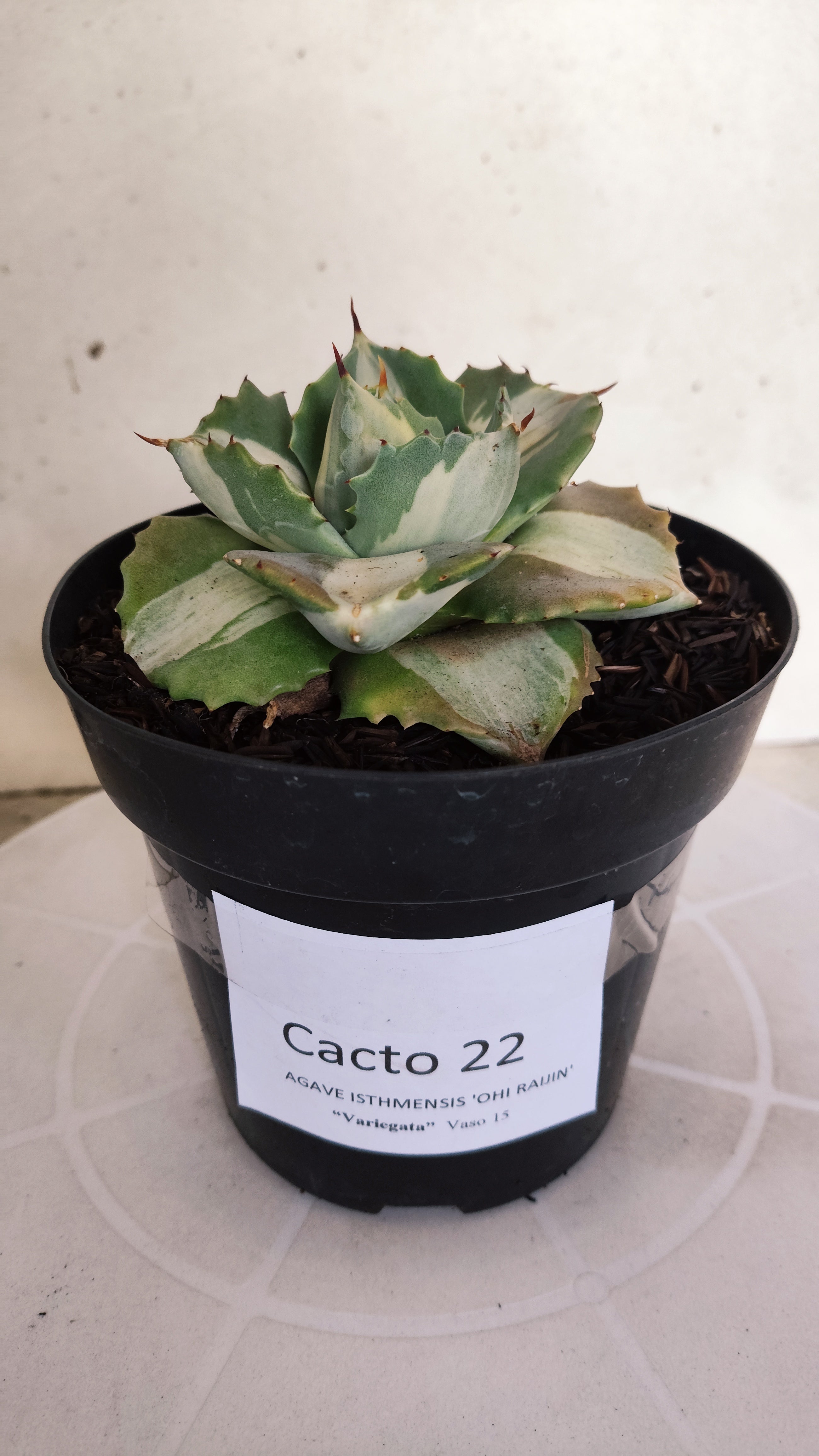 Suculenta AGAVE ISTHMENSIS 'OHI RAIJIN' VARIEGATA  Nº 22 - vaso 15