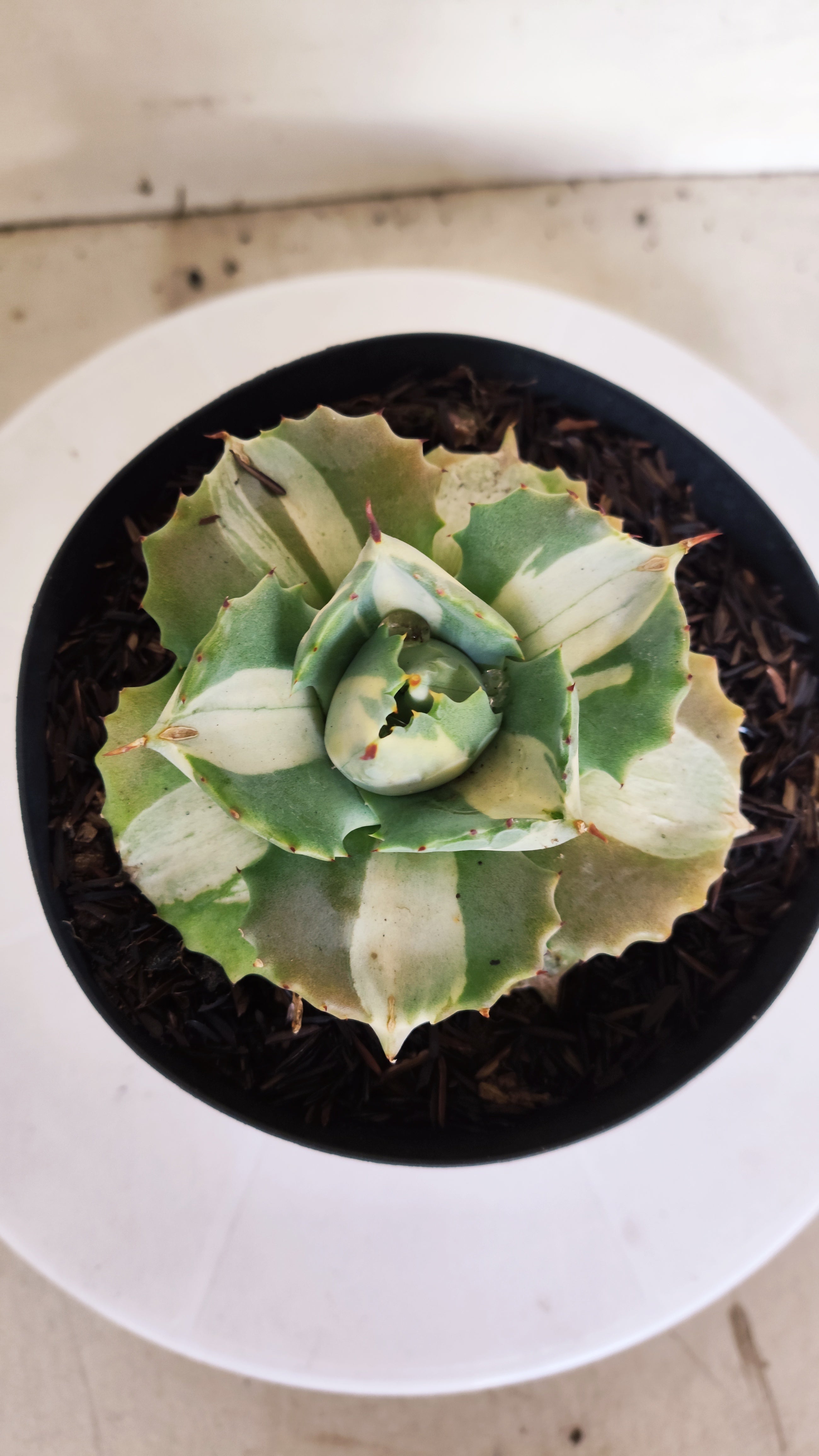 Suculenta AGAVE ISTHMENSIS 'OHI RAIJIN' VARIEGATA  Nº 22 - vaso 15