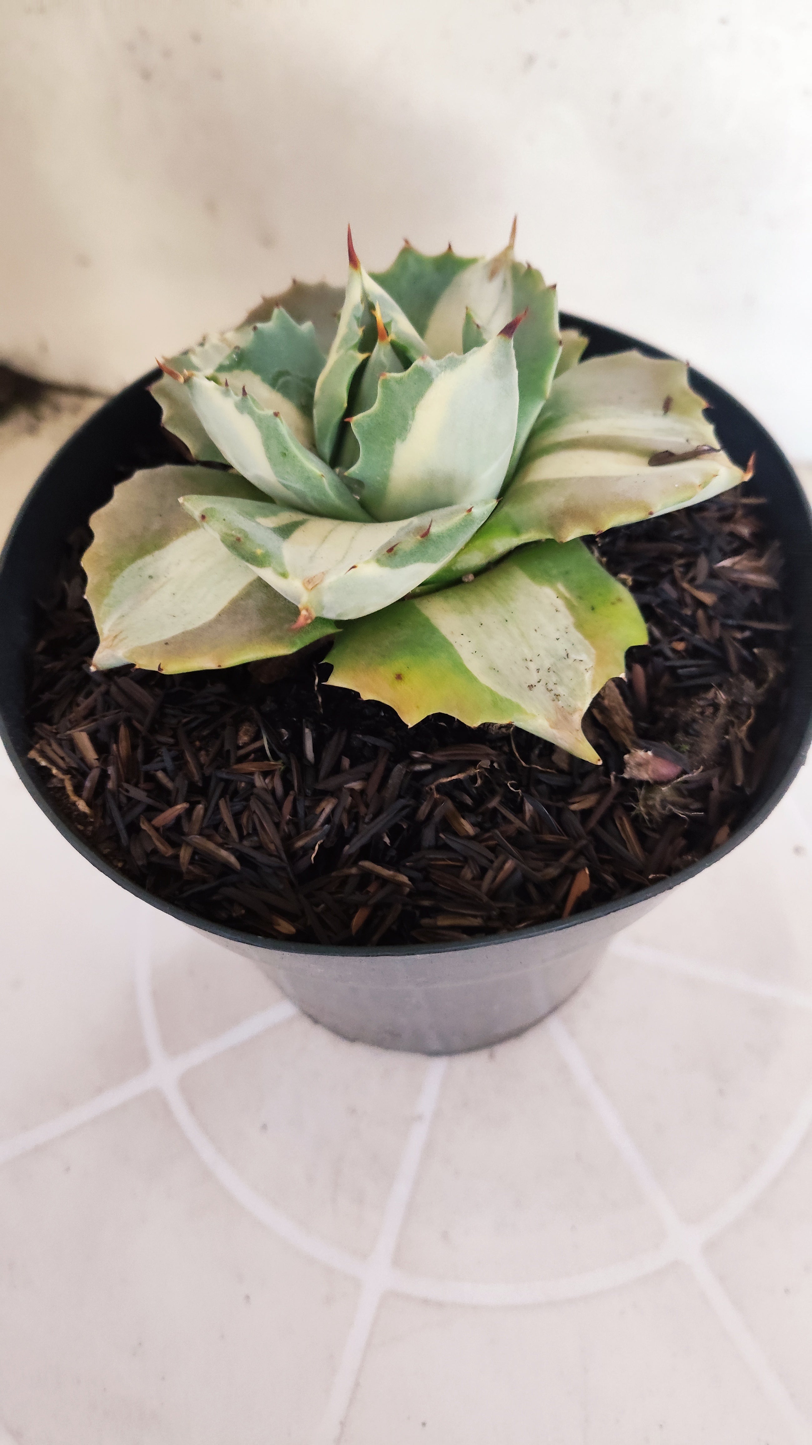 Suculenta AGAVE ISTHMENSIS 'OHI RAIJIN' VARIEGATA  Nº 22 - vaso 15