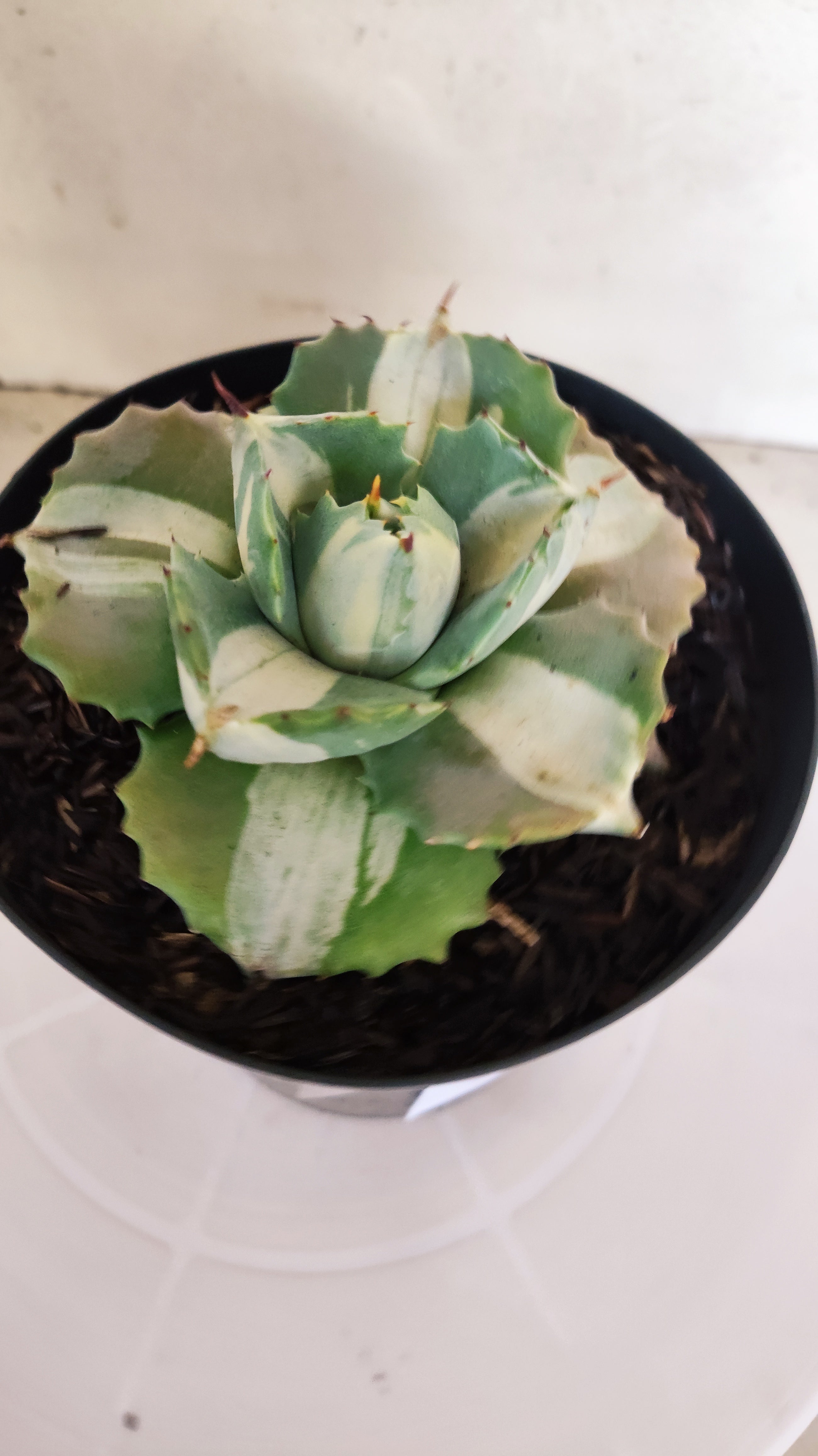 Suculenta AGAVE ISTHMENSIS 'OHI RAIJIN' VARIEGATA  Nº 22 - vaso 15