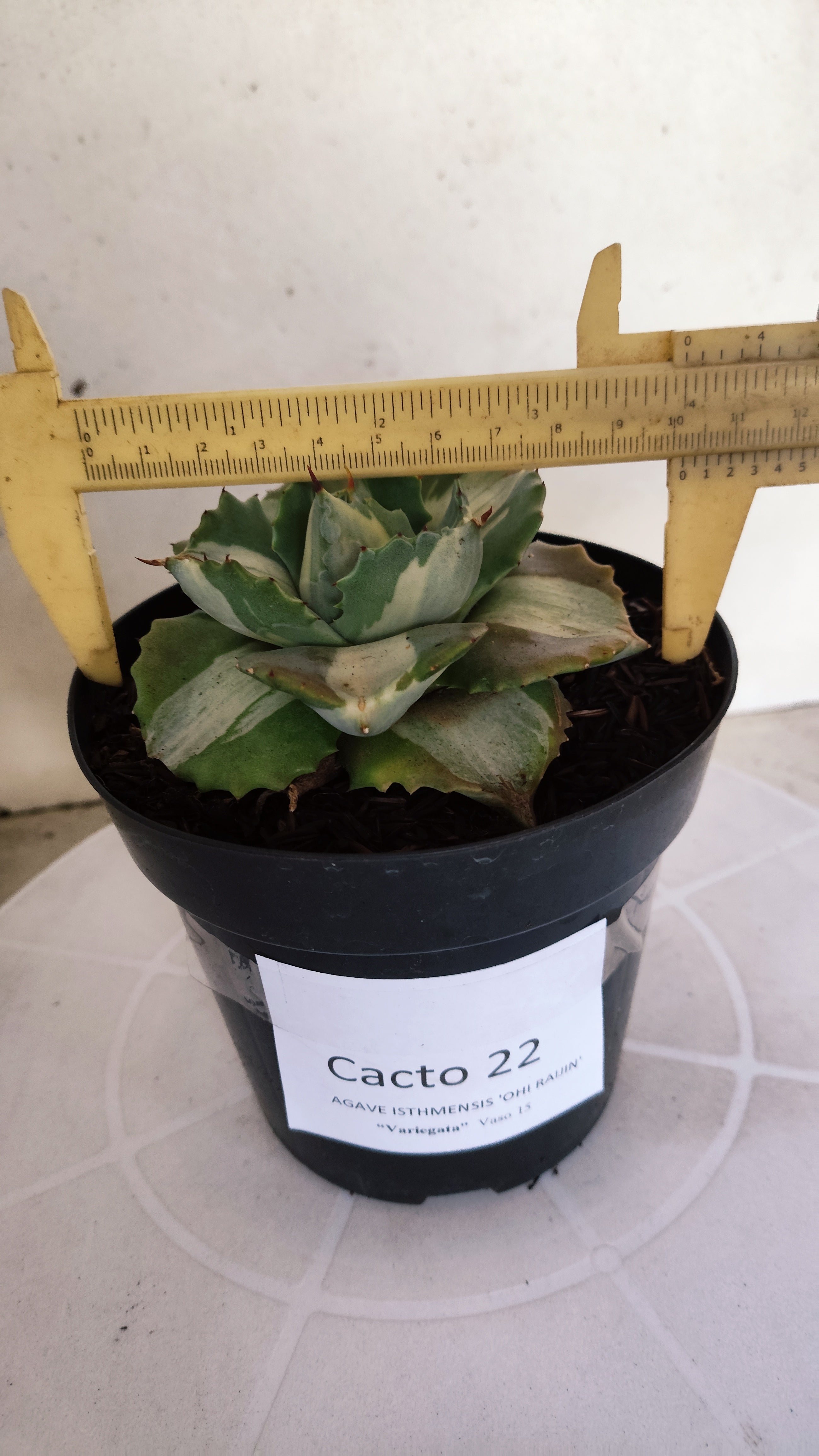 Suculenta AGAVE ISTHMENSIS 'OHI RAIJIN' VARIEGATA  Nº 22 - vaso 15