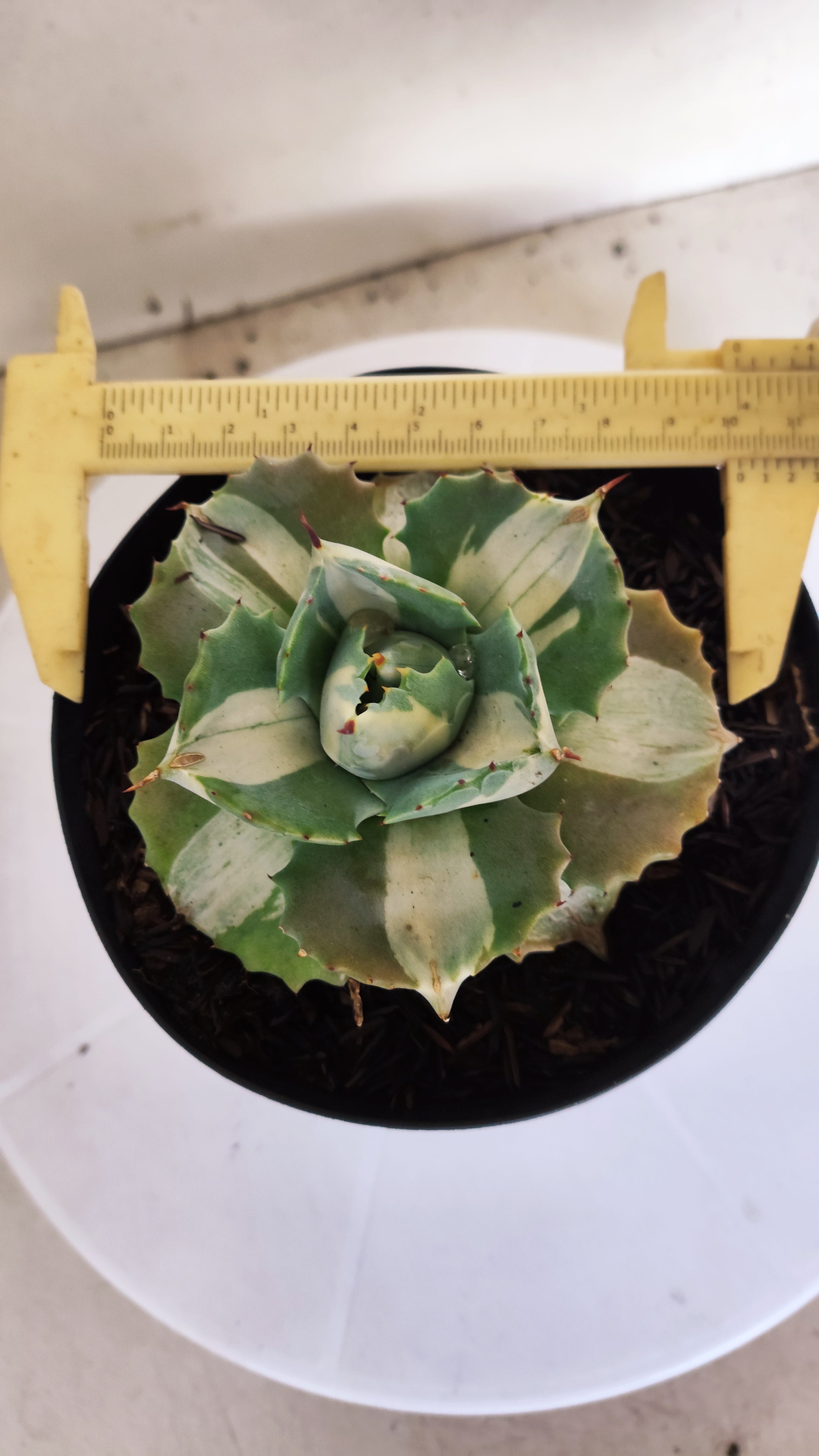 Suculenta AGAVE ISTHMENSIS 'OHI RAIJIN' VARIEGATA  Nº 22 - vaso 15