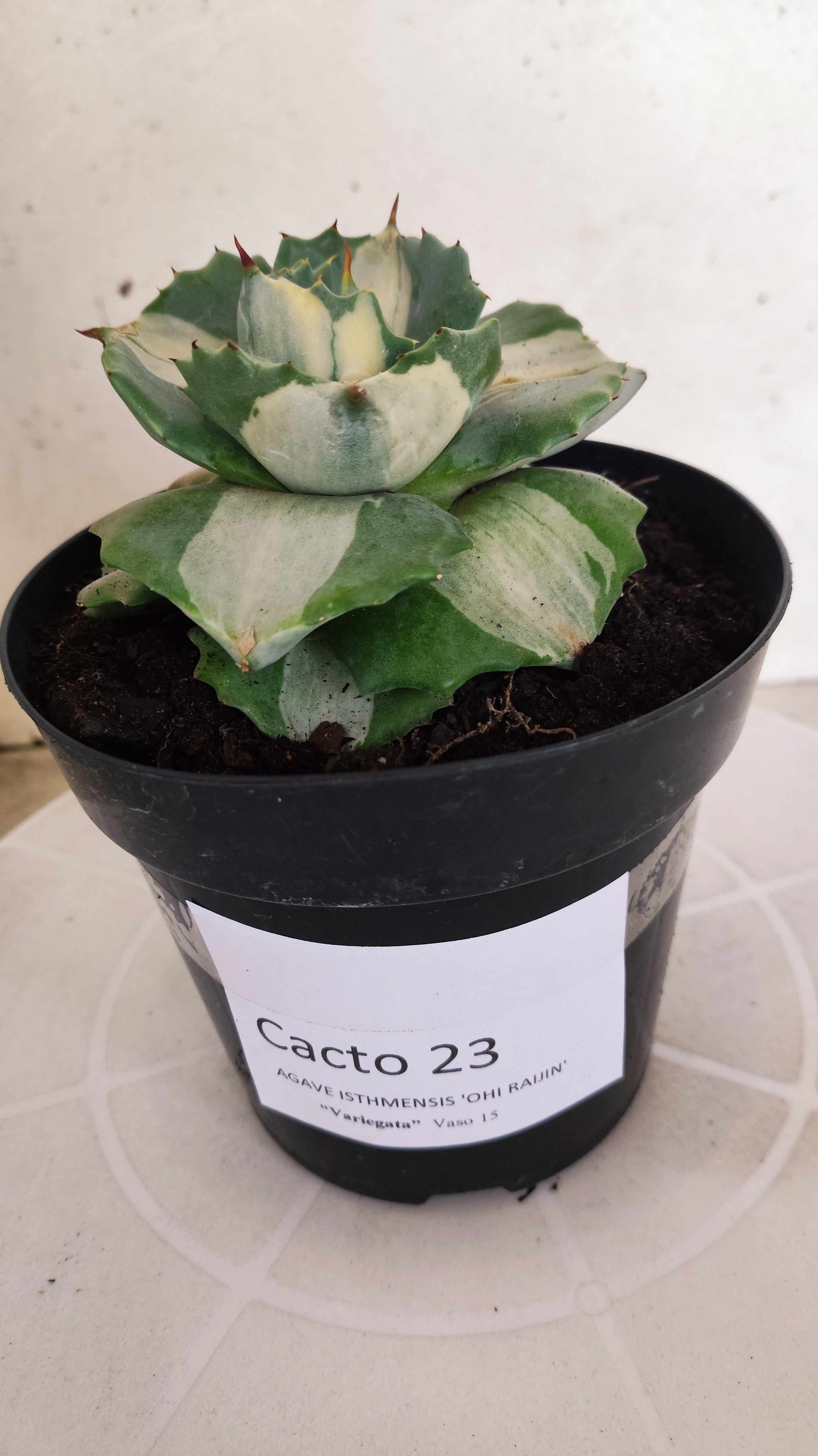 Suculenta AGAVE ISTHMENSIS 'OHI RAIJIN' VARIEGATA  Nº 23 - vaso 15