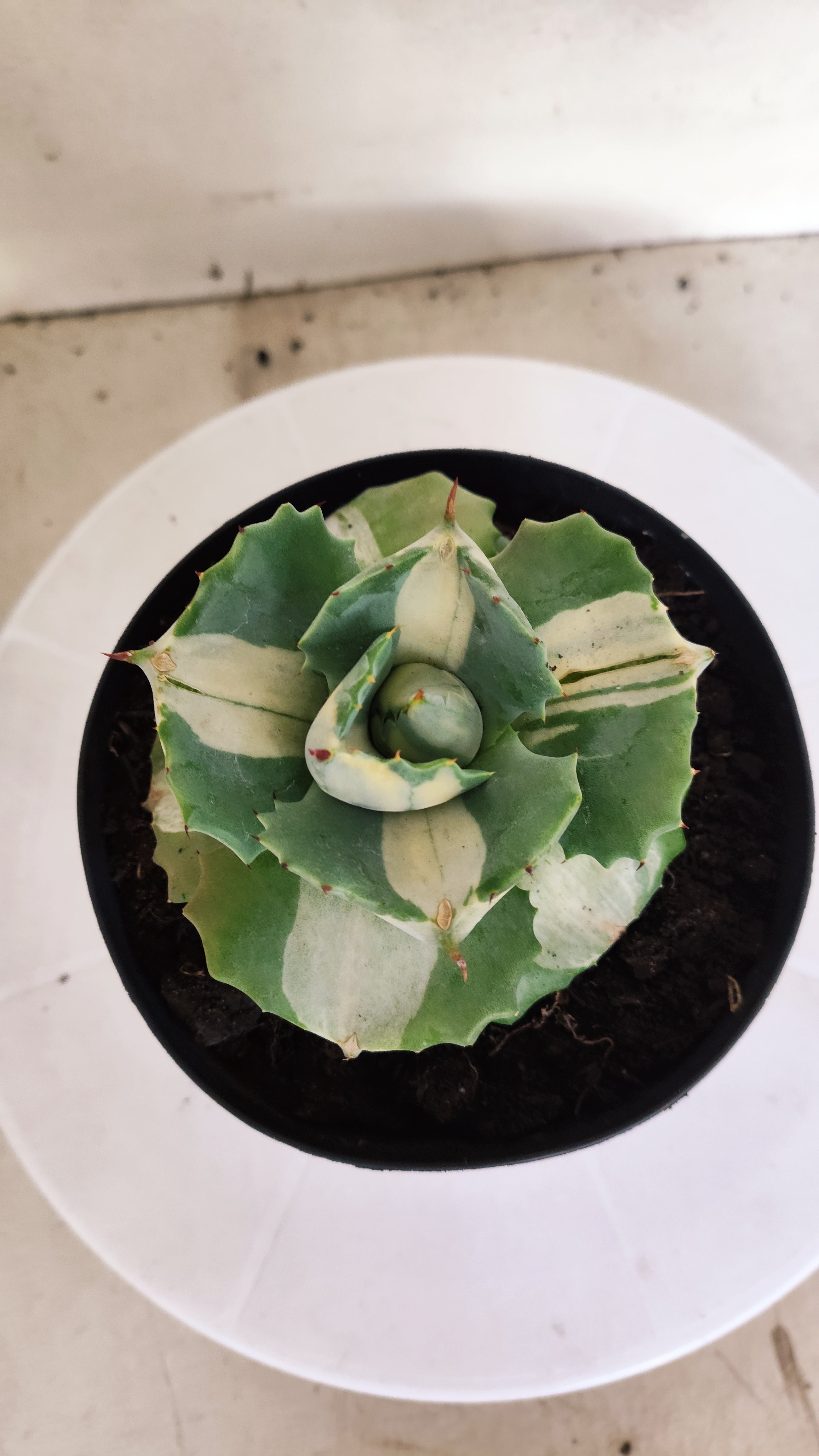 Suculenta AGAVE ISTHMENSIS 'OHI RAIJIN' VARIEGATA  Nº 23 - vaso 15