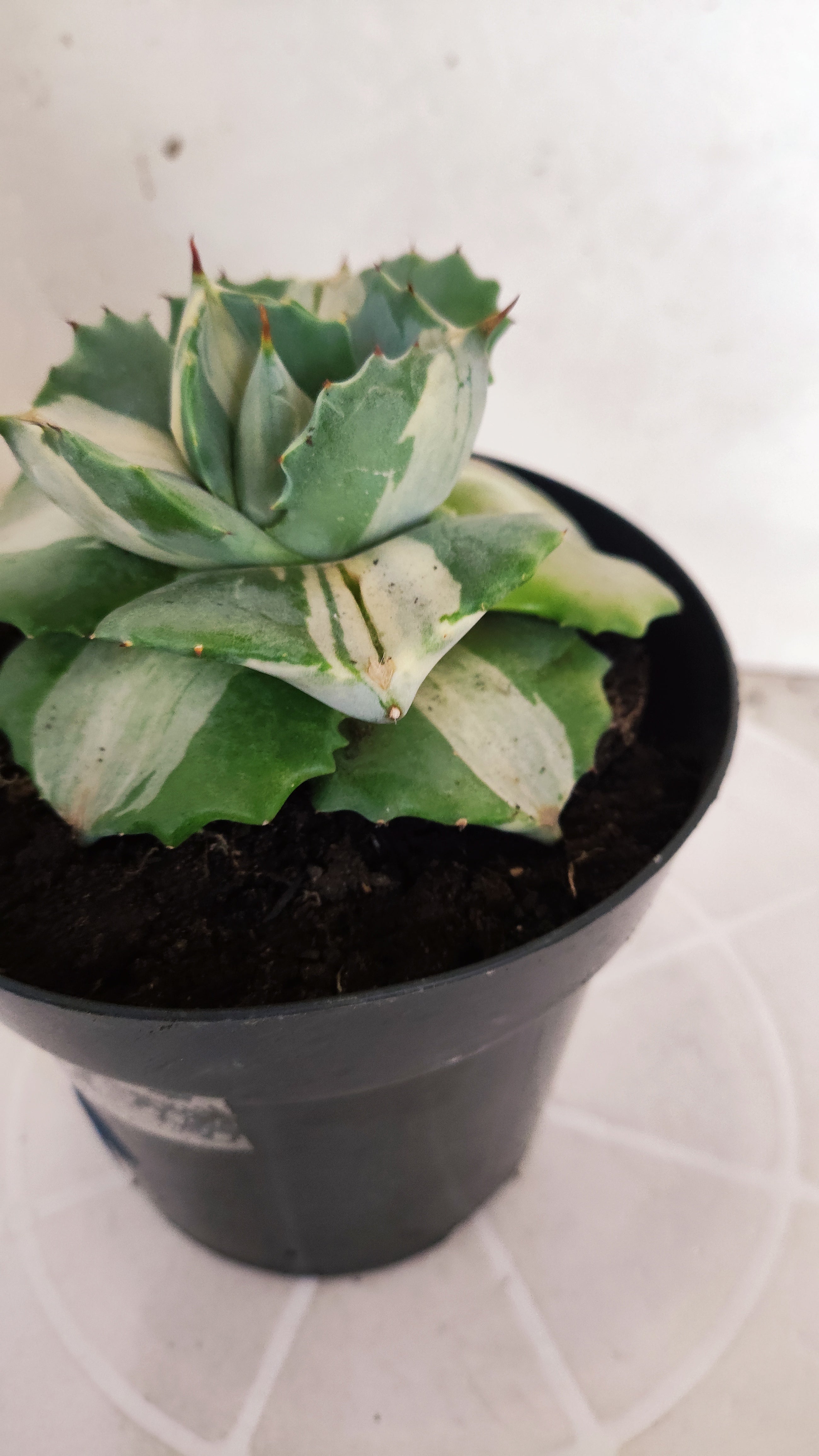 Suculenta AGAVE ISTHMENSIS 'OHI RAIJIN' VARIEGATA  Nº 23 - vaso 15