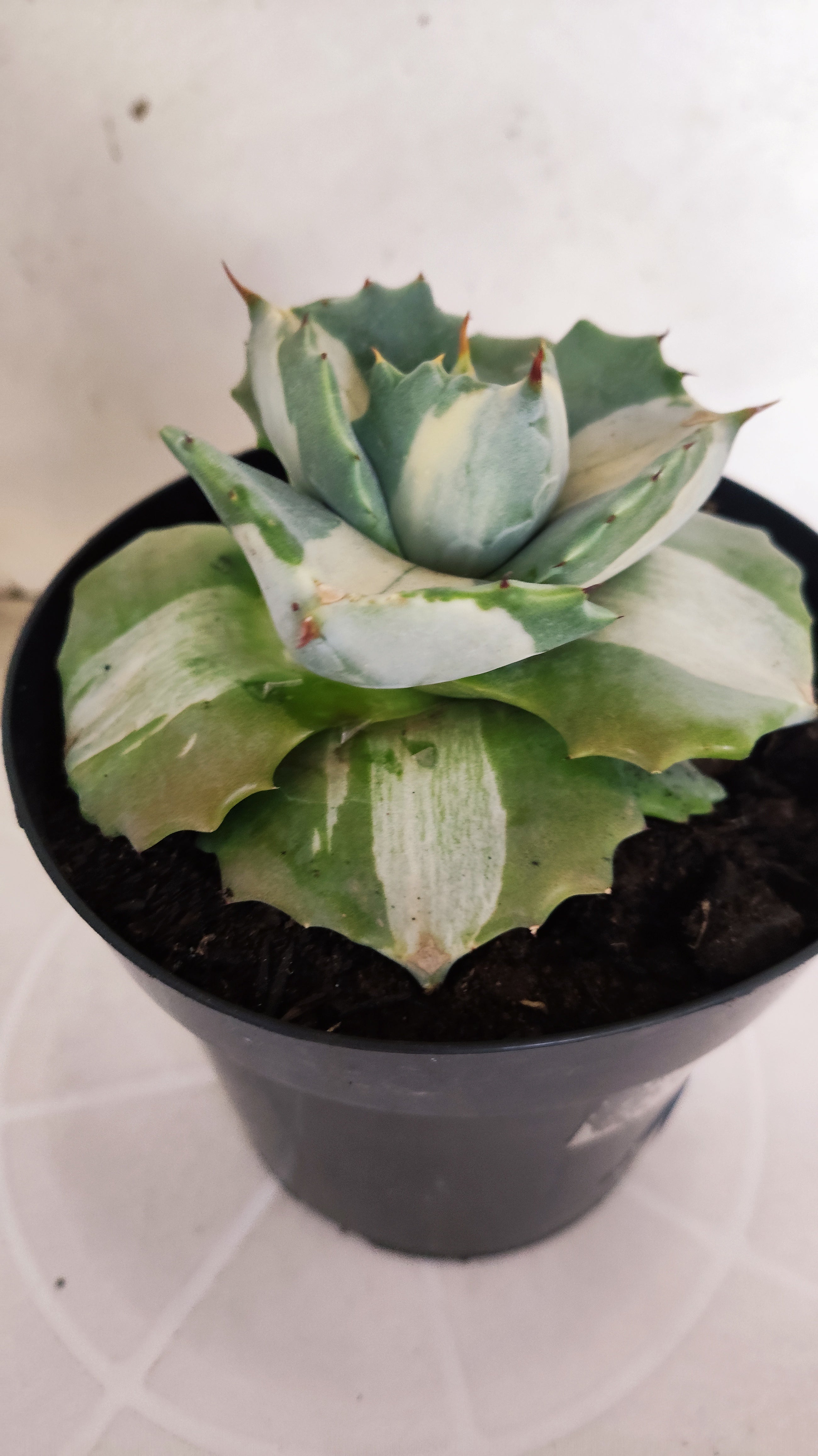Suculenta AGAVE ISTHMENSIS 'OHI RAIJIN' VARIEGATA  Nº 23 - vaso 15