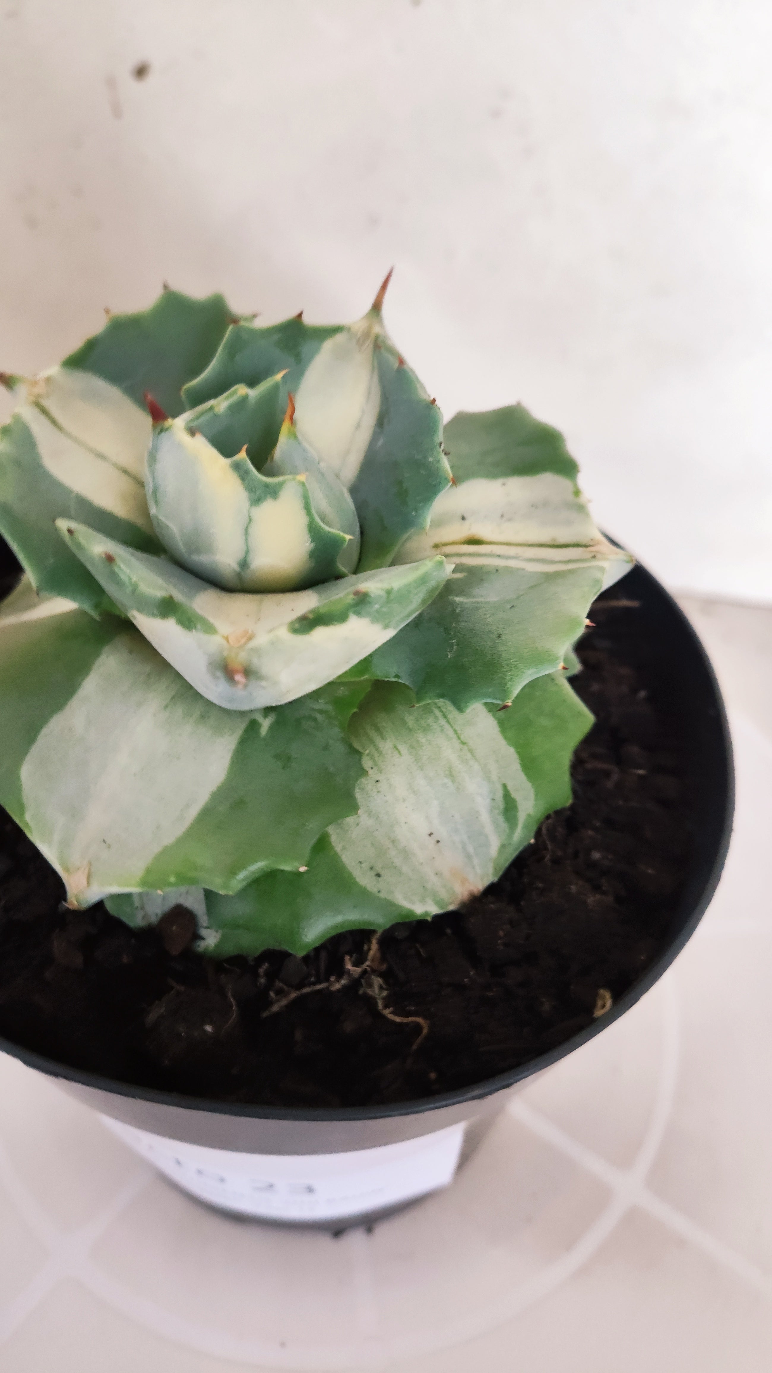 Suculenta AGAVE ISTHMENSIS 'OHI RAIJIN' VARIEGATA  Nº 23 - vaso 15
