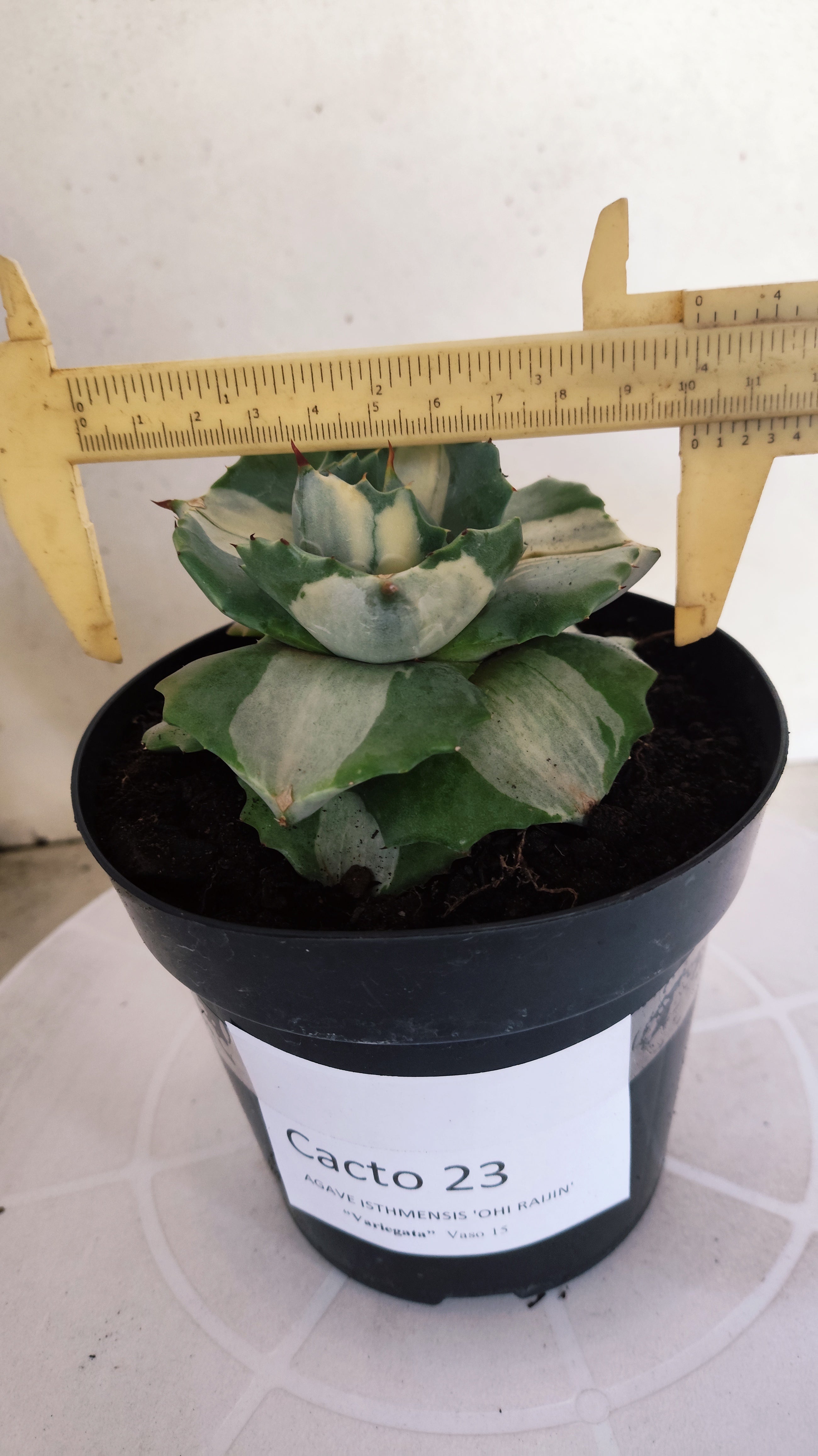 Suculenta AGAVE ISTHMENSIS 'OHI RAIJIN' VARIEGATA  Nº 23 - vaso 15