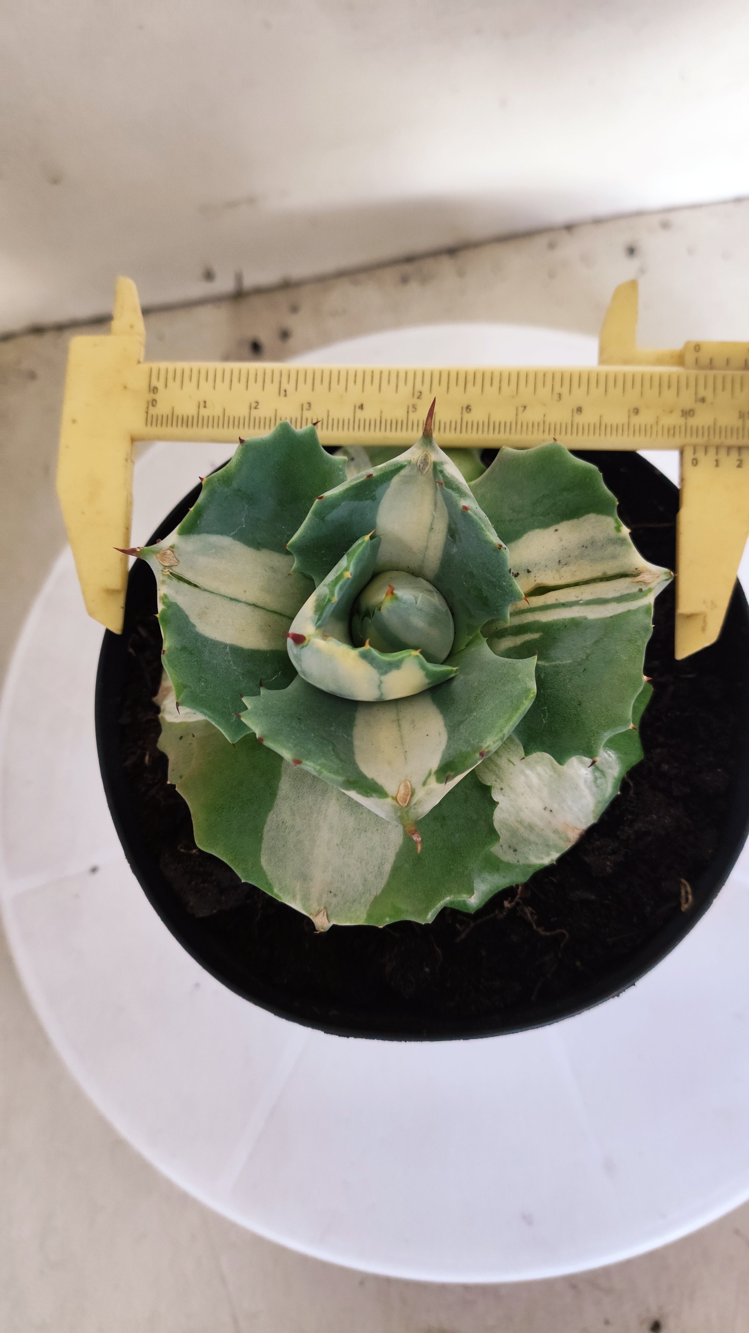 Suculenta AGAVE ISTHMENSIS 'OHI RAIJIN' VARIEGATA  Nº 23 - vaso 15