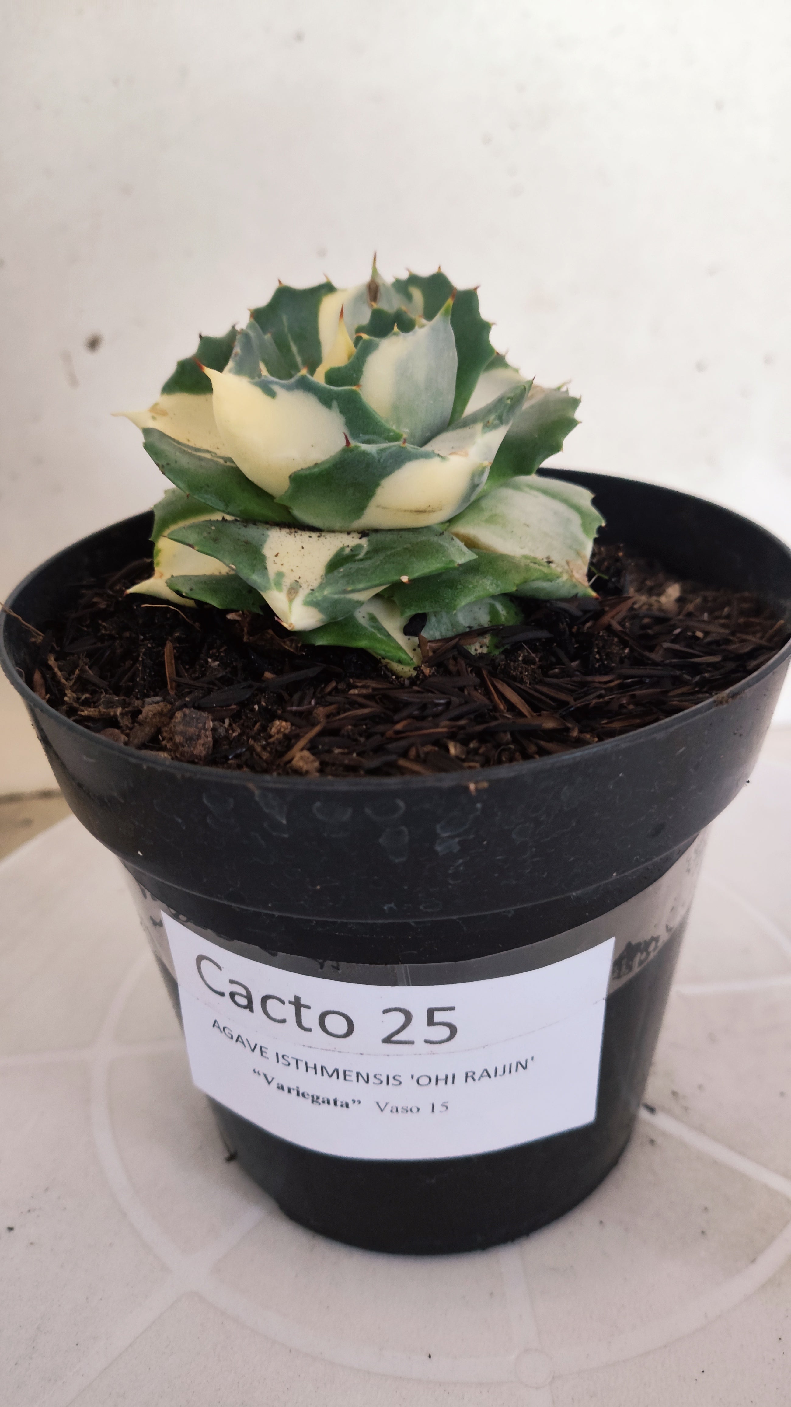 Suculenta AGAVE ISTHMENSIS 'OHI RAIJIN' VARIEGATA  Nº 25 - vaso 15