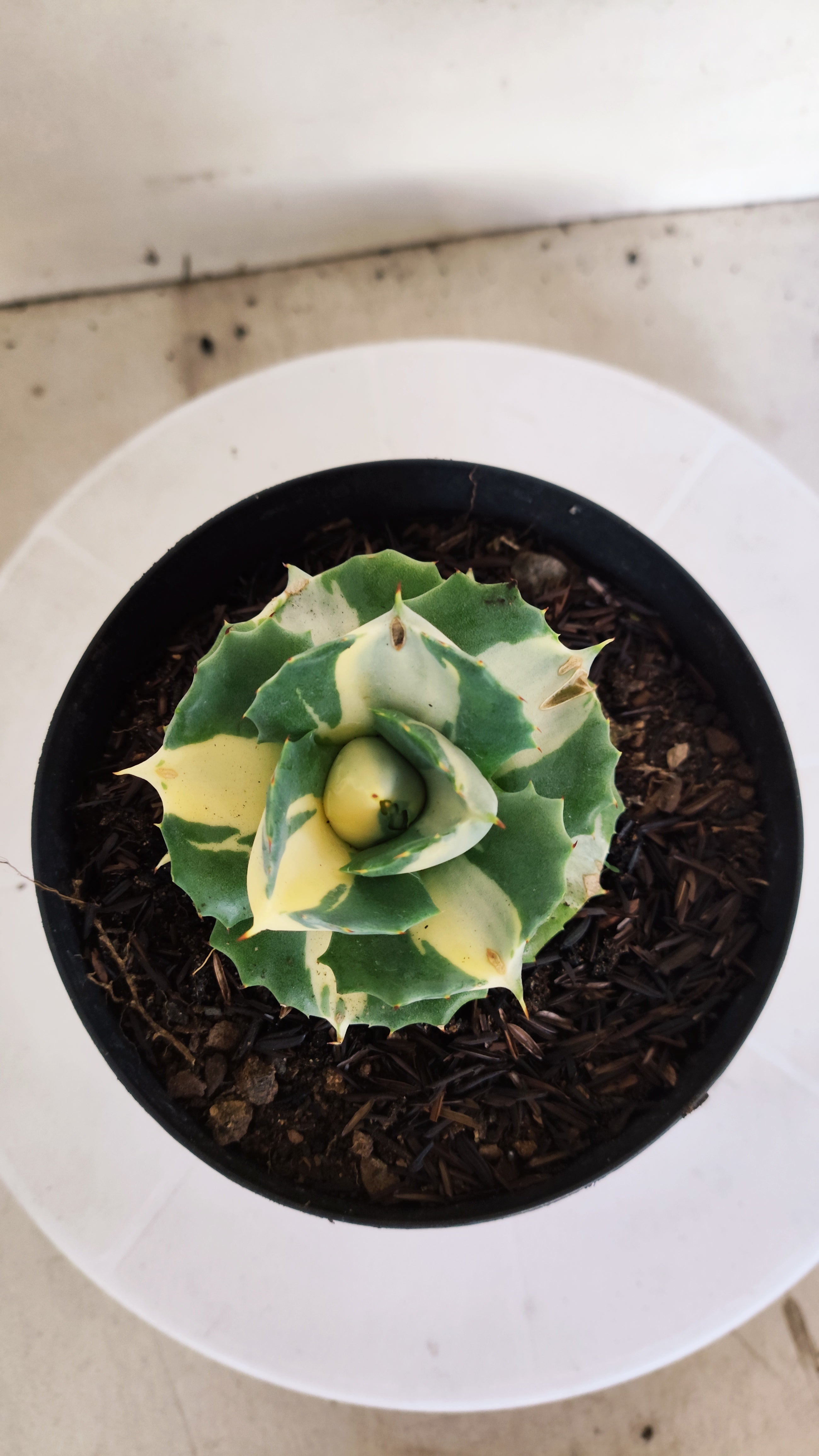 Suculenta AGAVE ISTHMENSIS 'OHI RAIJIN' VARIEGATA  Nº 25 - vaso 15