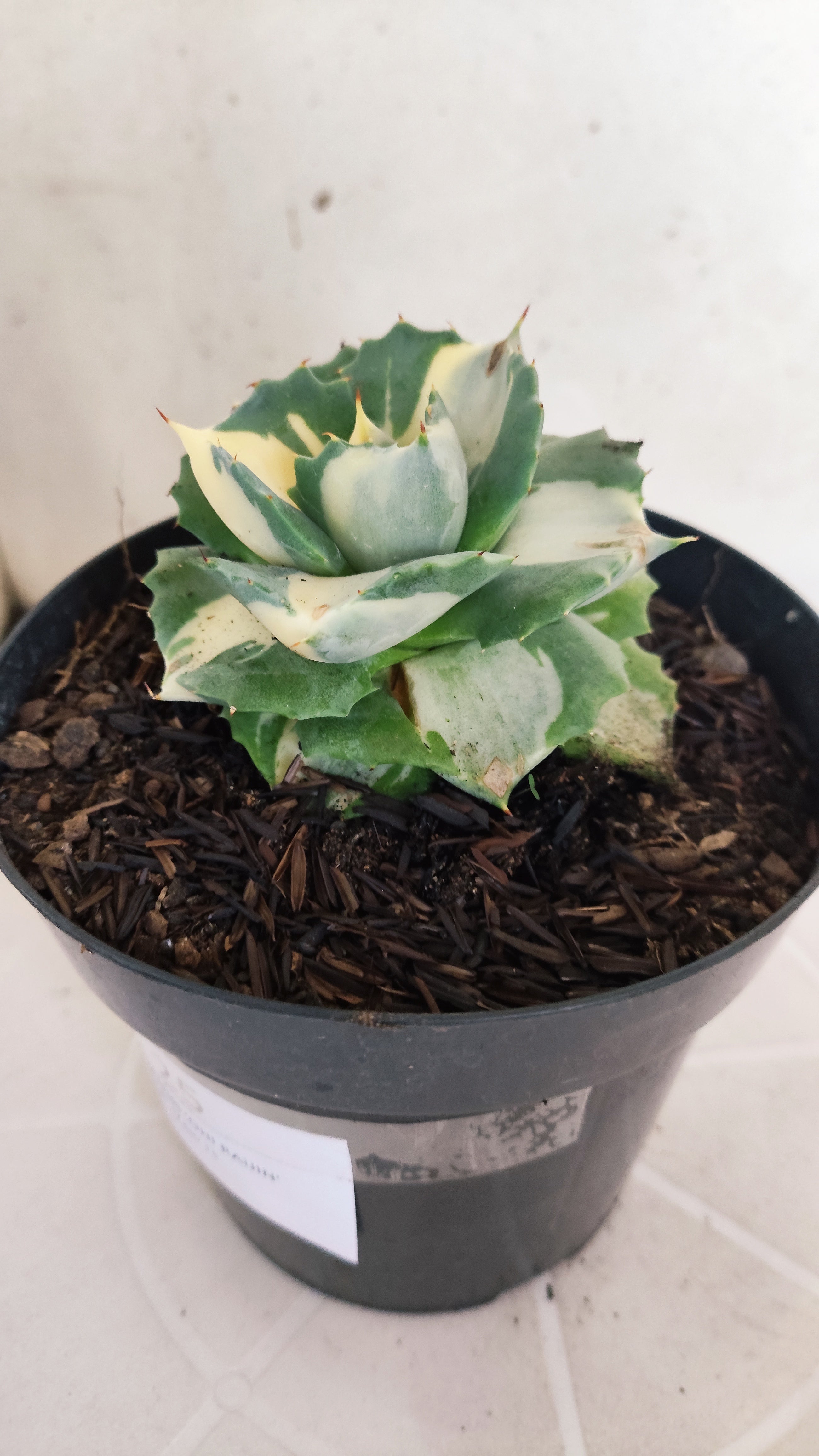 Suculenta AGAVE ISTHMENSIS 'OHI RAIJIN' VARIEGATA  Nº 25 - vaso 15