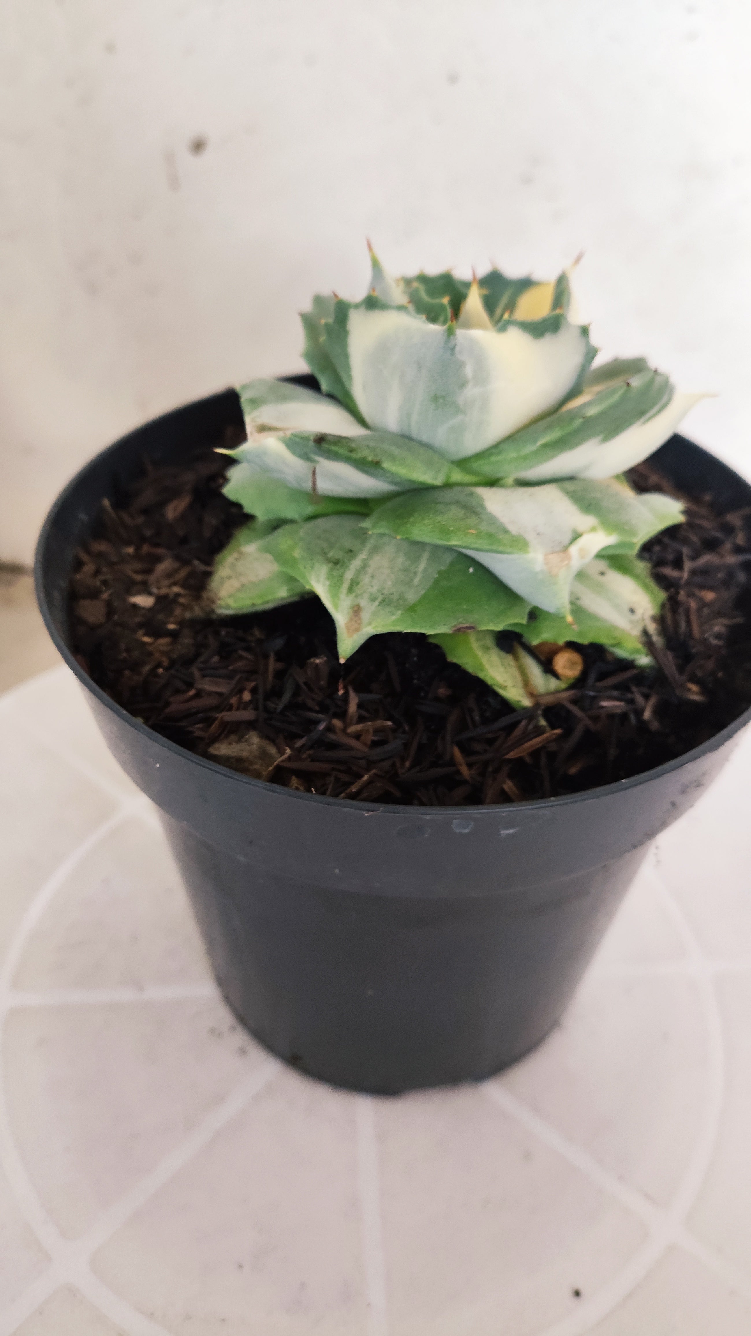Suculenta AGAVE ISTHMENSIS 'OHI RAIJIN' VARIEGATA  Nº 25 - vaso 15