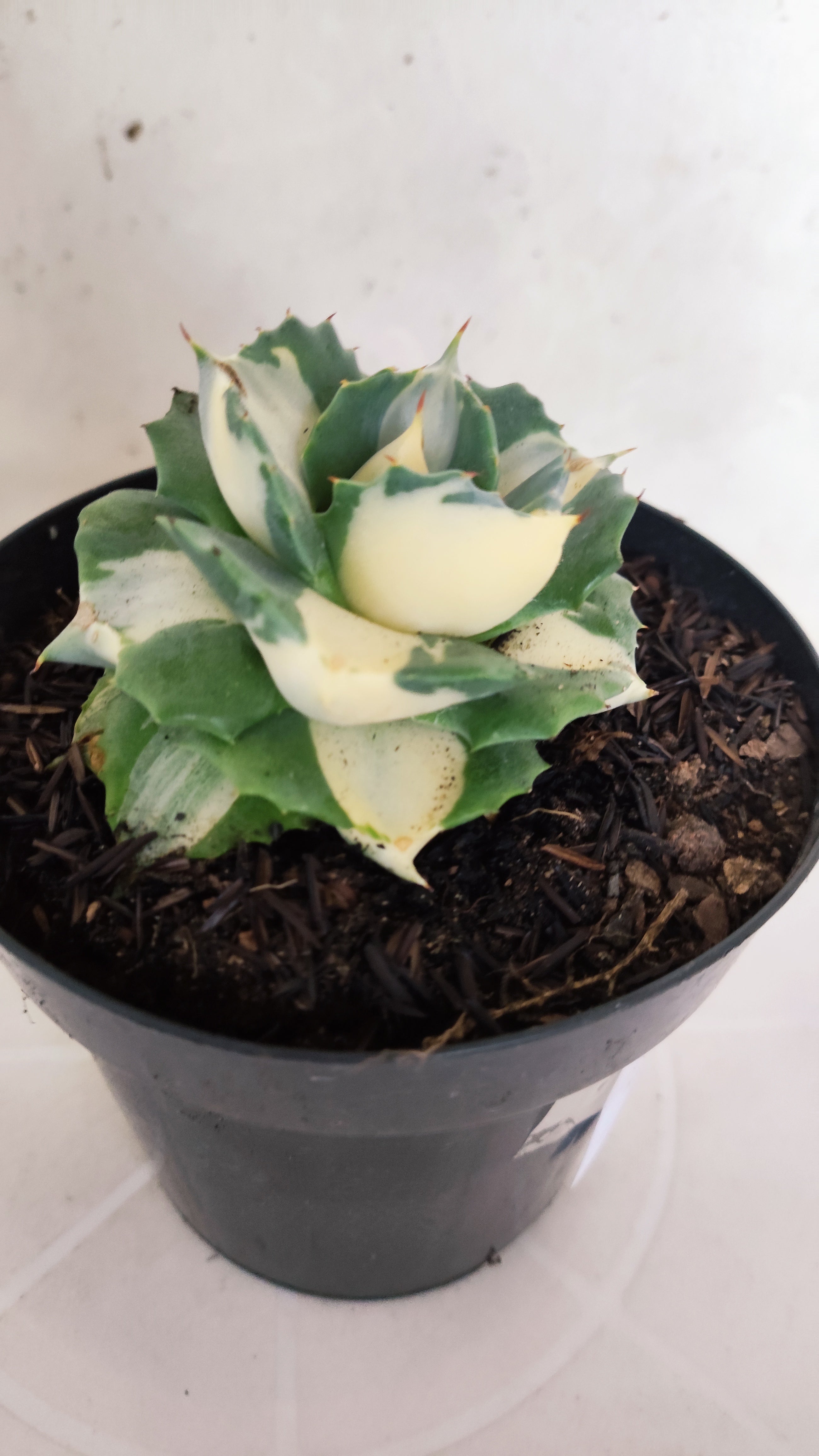 Suculenta AGAVE ISTHMENSIS 'OHI RAIJIN' VARIEGATA  Nº 25 - vaso 15