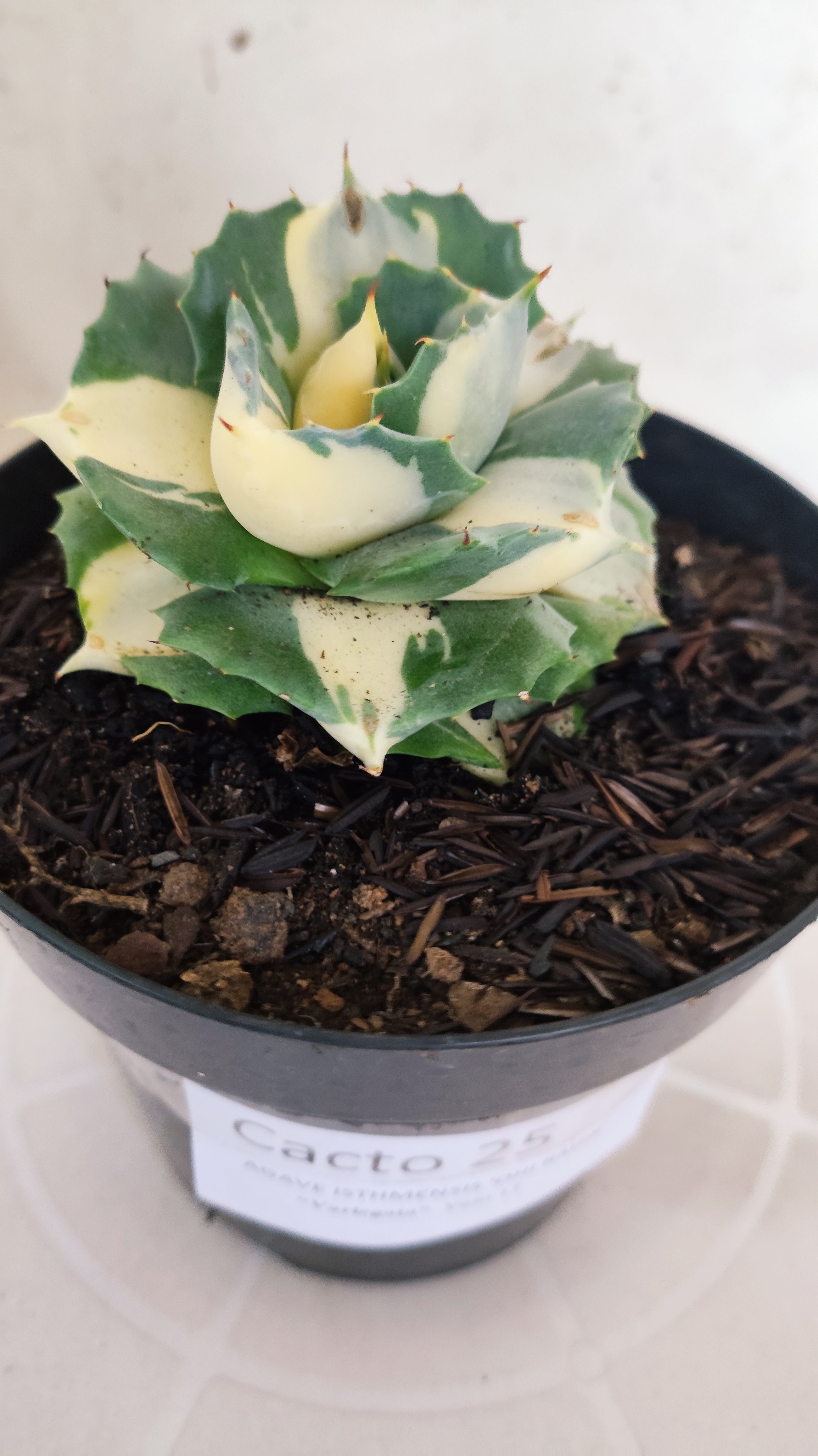 Suculenta AGAVE ISTHMENSIS 'OHI RAIJIN' VARIEGATA  Nº 25 - vaso 15
