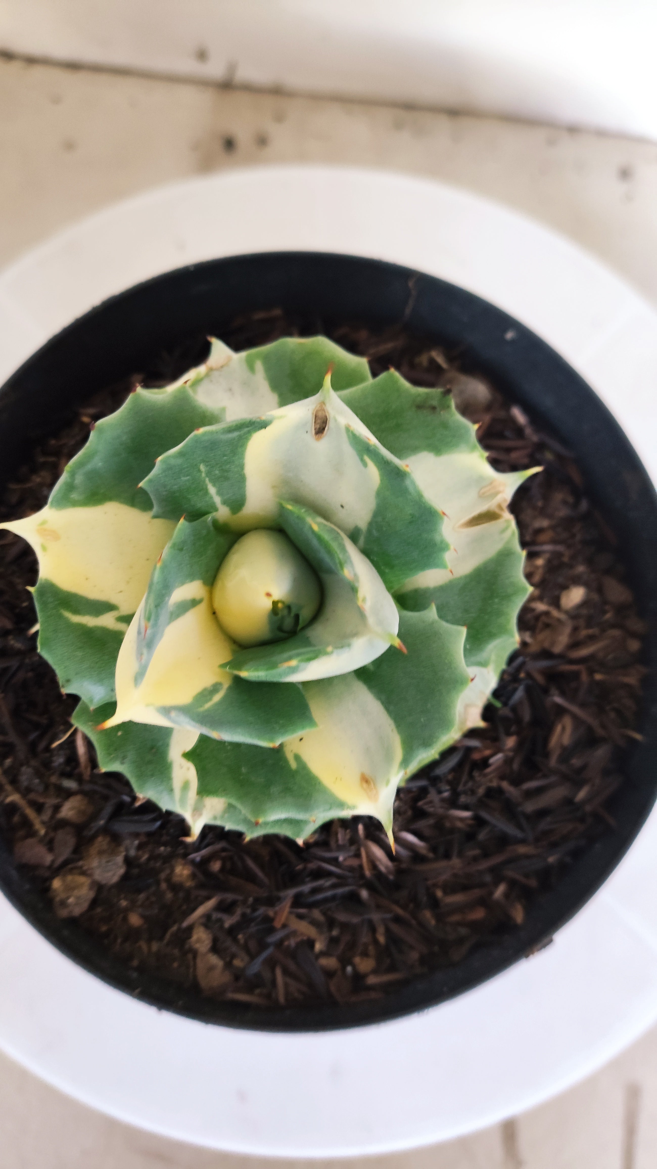 Suculenta AGAVE ISTHMENSIS 'OHI RAIJIN' VARIEGATA  Nº 25 - vaso 15