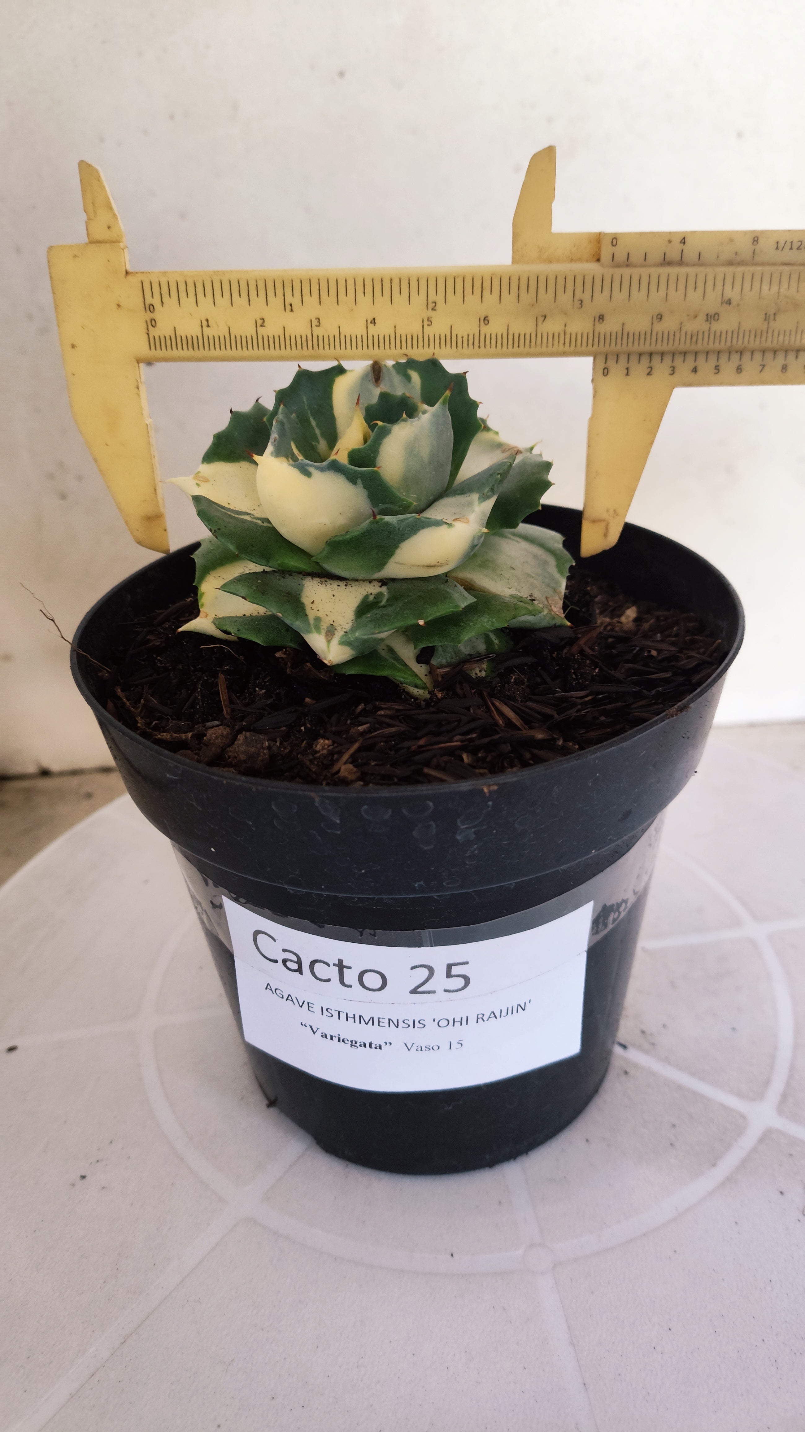 Suculenta AGAVE ISTHMENSIS 'OHI RAIJIN' VARIEGATA  Nº 25 - vaso 15