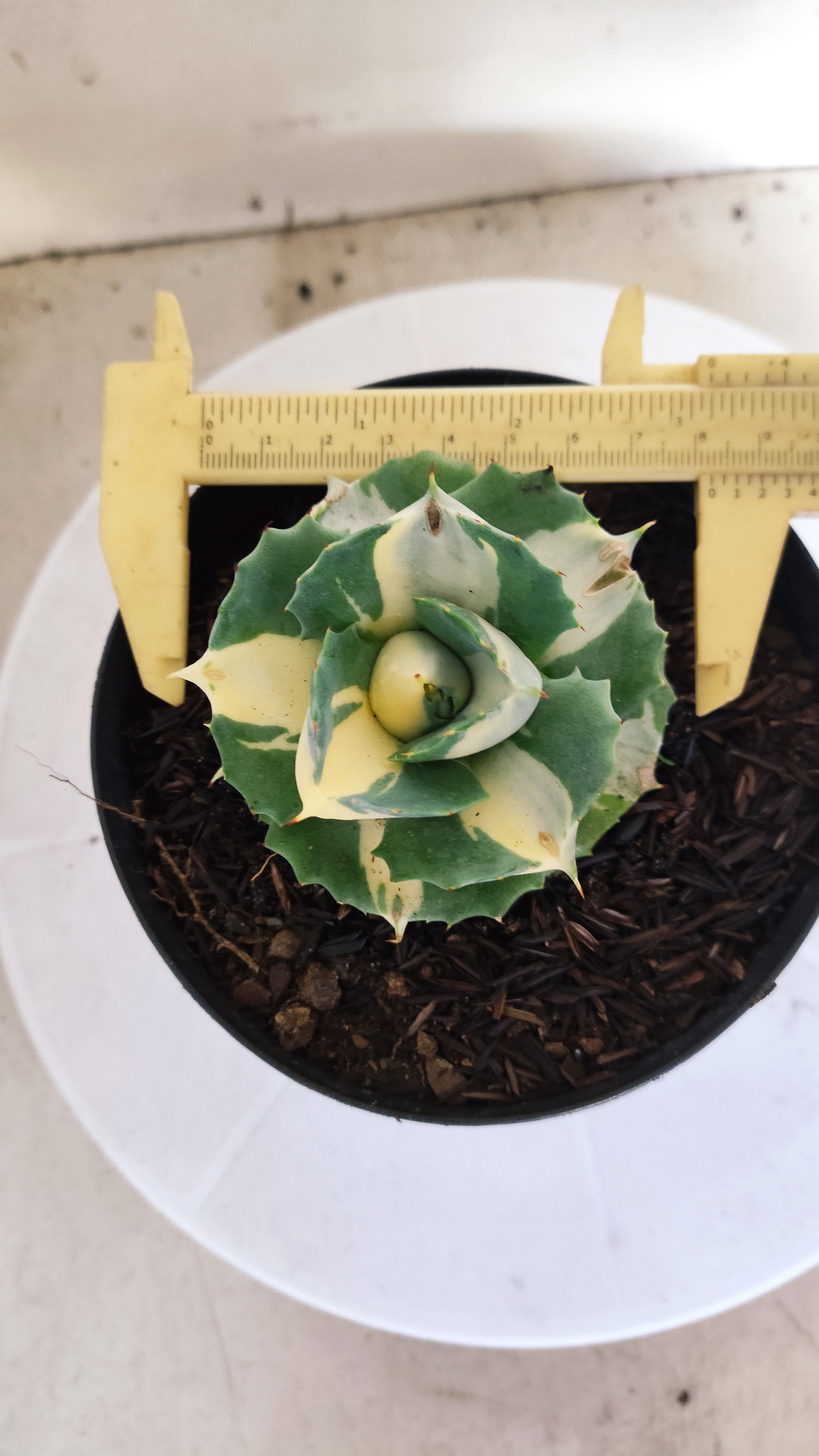 Suculenta AGAVE ISTHMENSIS 'OHI RAIJIN' VARIEGATA  Nº 25 - vaso 15
