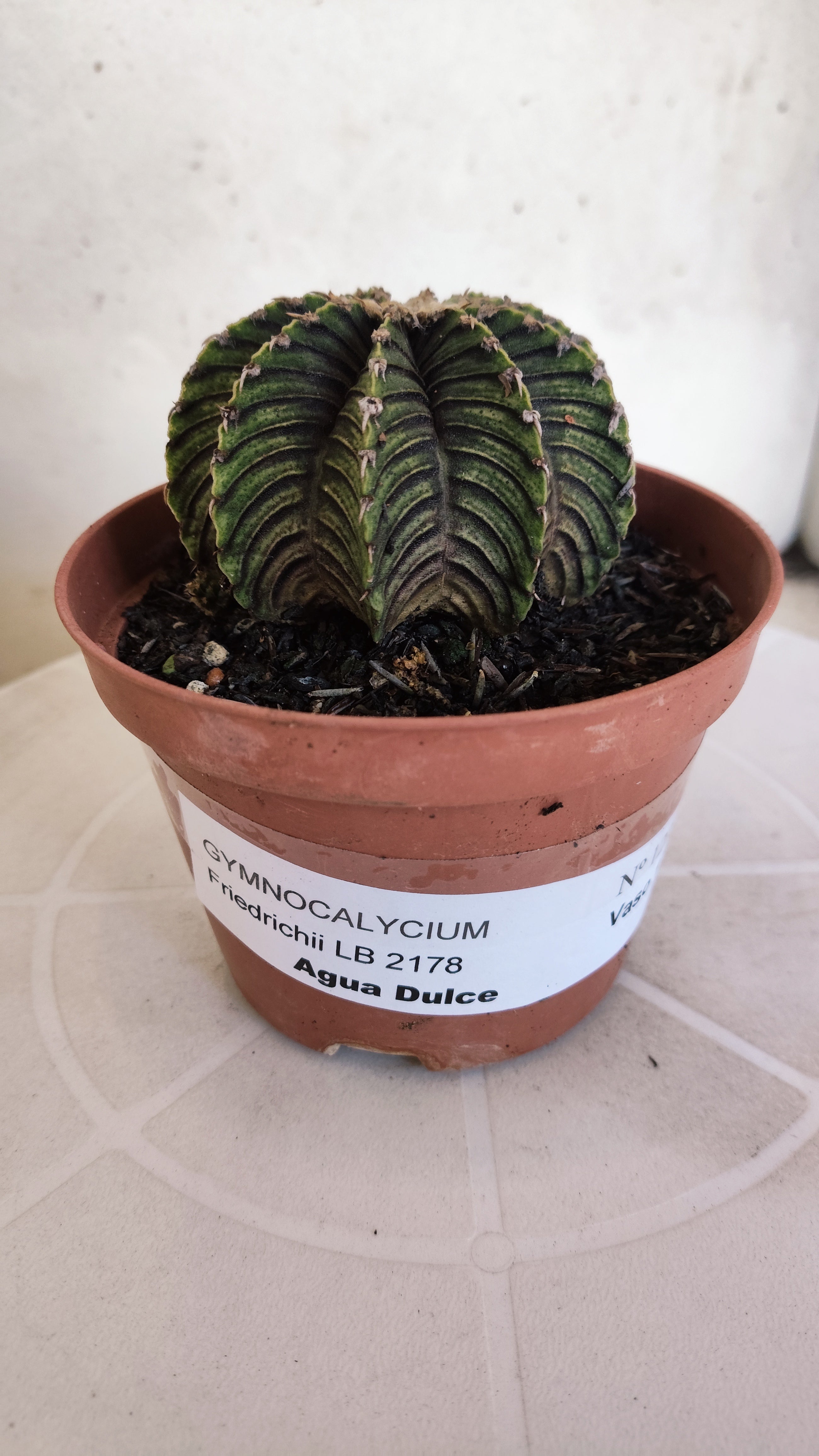 GYMNOCALYCIUM Friedrichii LB 2178 "Agua Dulce" - Nº 1221 – vaso 11