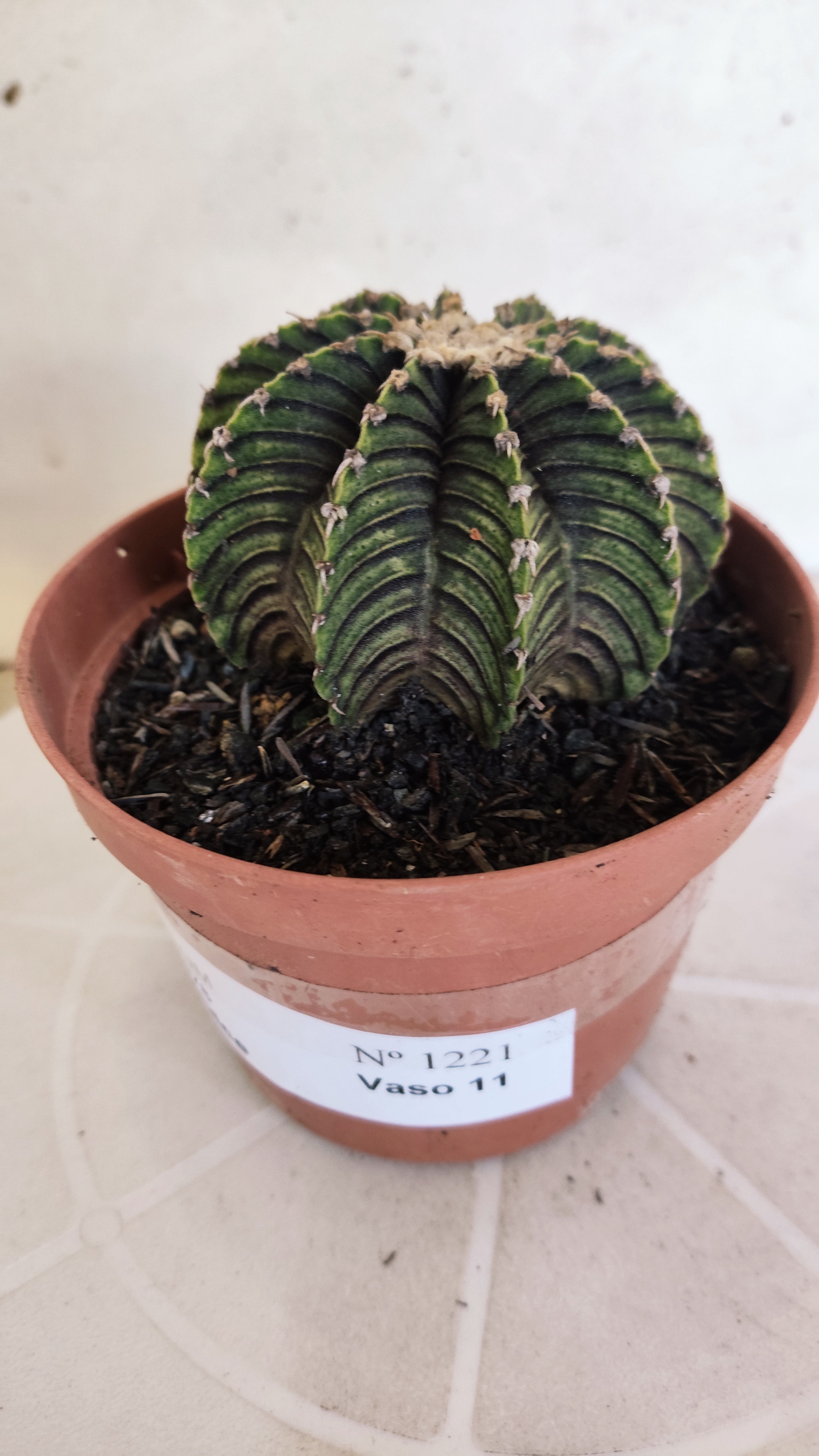 GYMNOCALYCIUM Friedrichii LB 2178 "Agua Dulce" - Nº 1221 – vaso 11