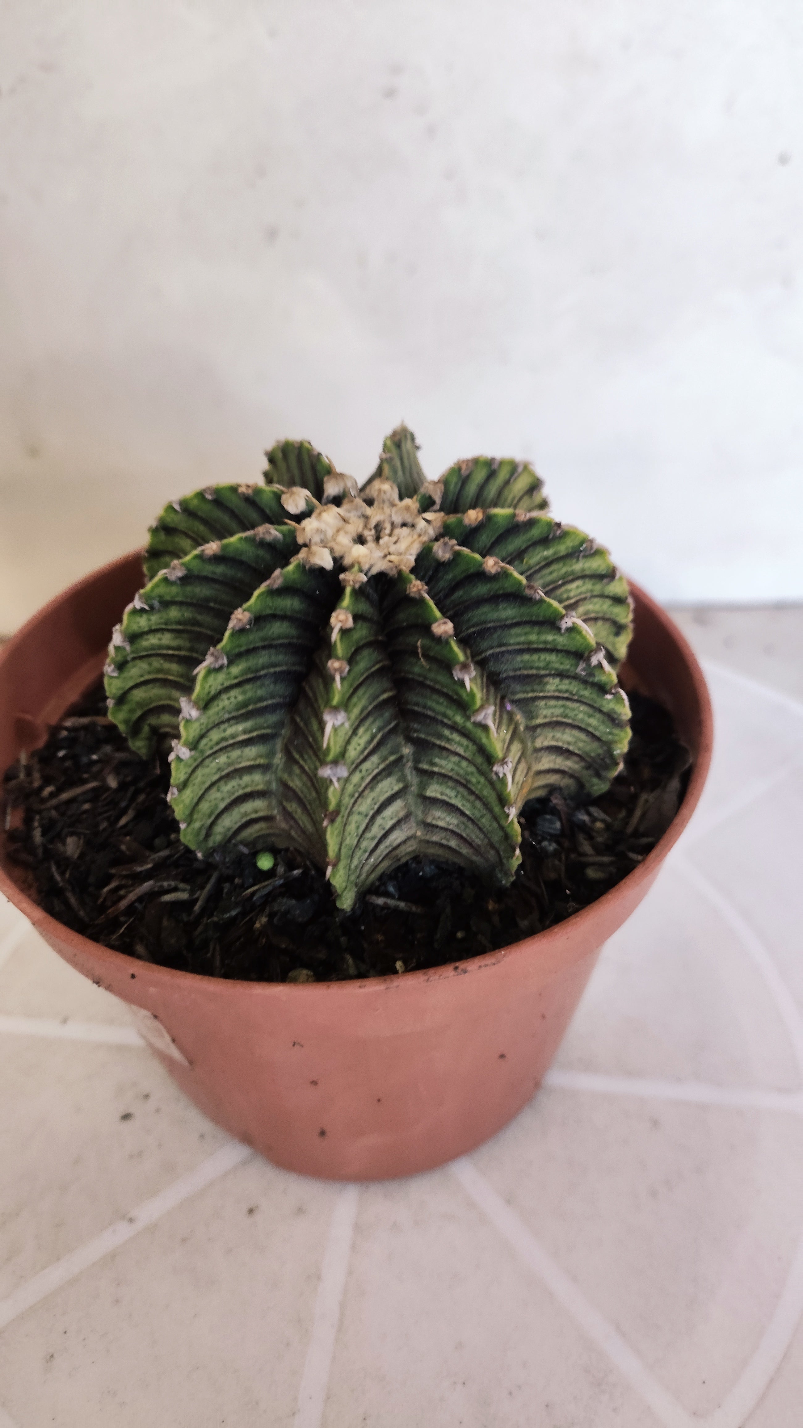 GYMNOCALYCIUM Friedrichii LB 2178 "Agua Dulce" - Nº 1221 – vaso 11