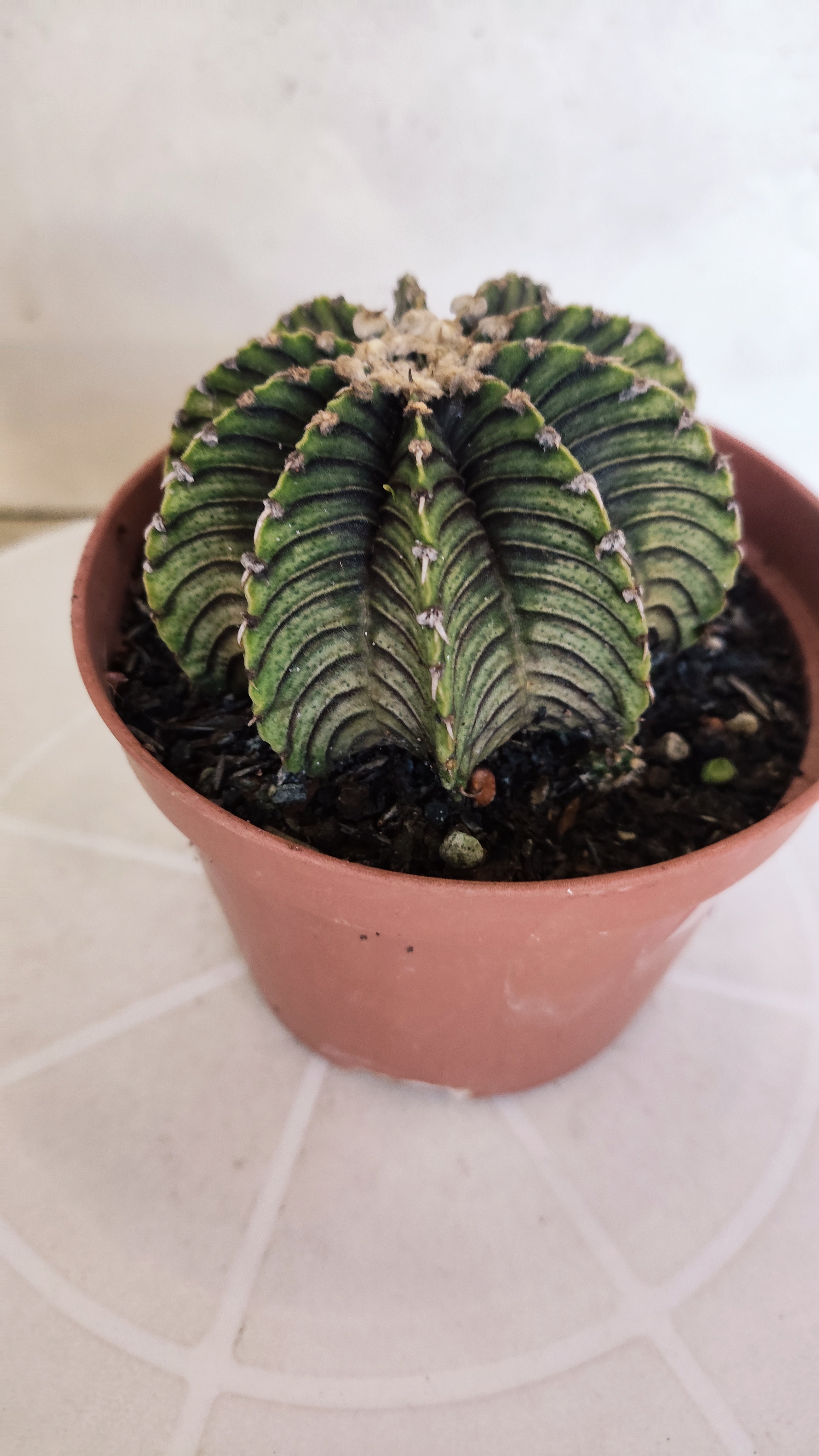 GYMNOCALYCIUM Friedrichii LB 2178 "Agua Dulce" - Nº 1221 – vaso 11