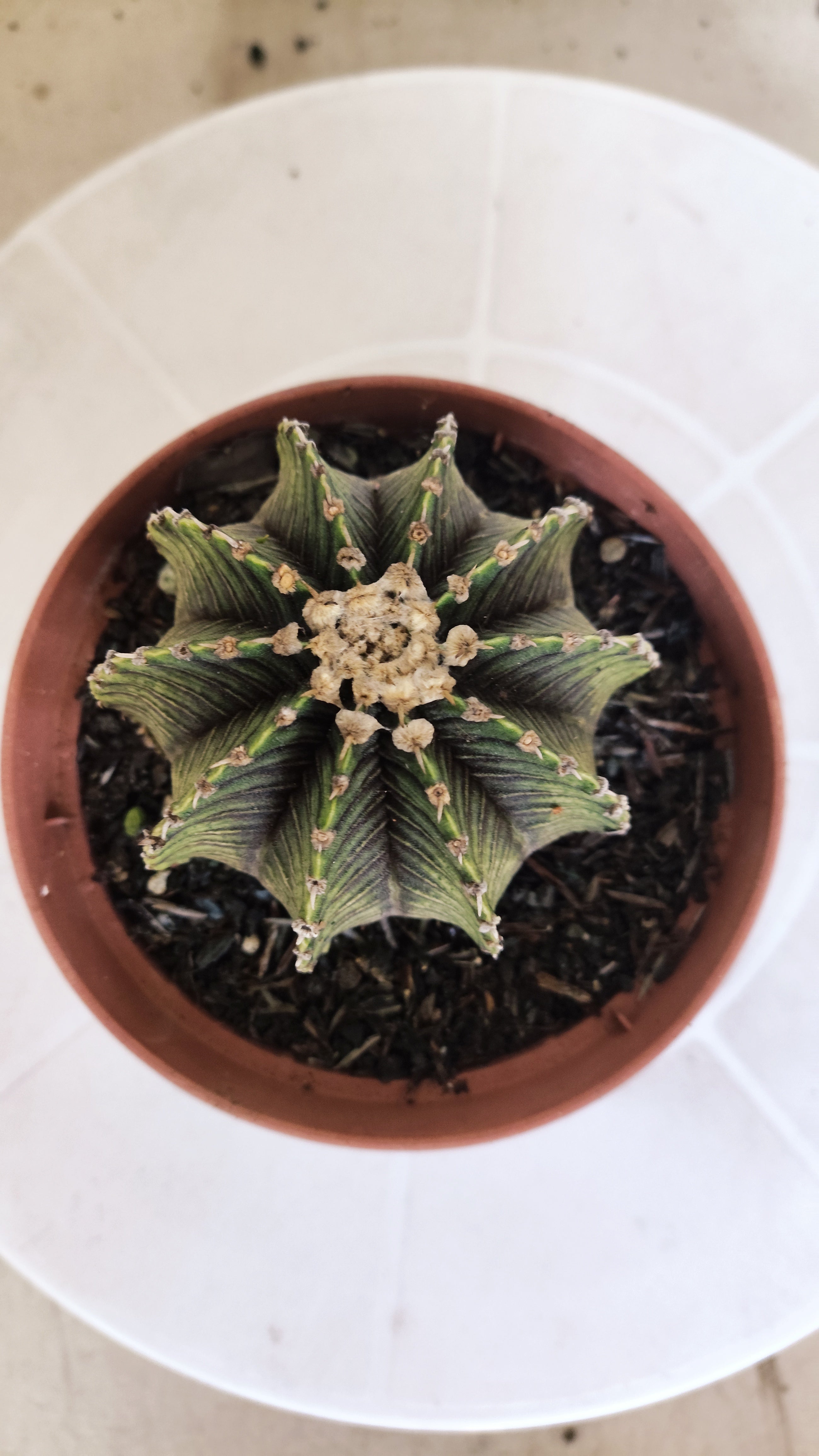 GYMNOCALYCIUM Friedrichii LB 2178 "Agua Dulce" - Nº 1221 – vaso 11