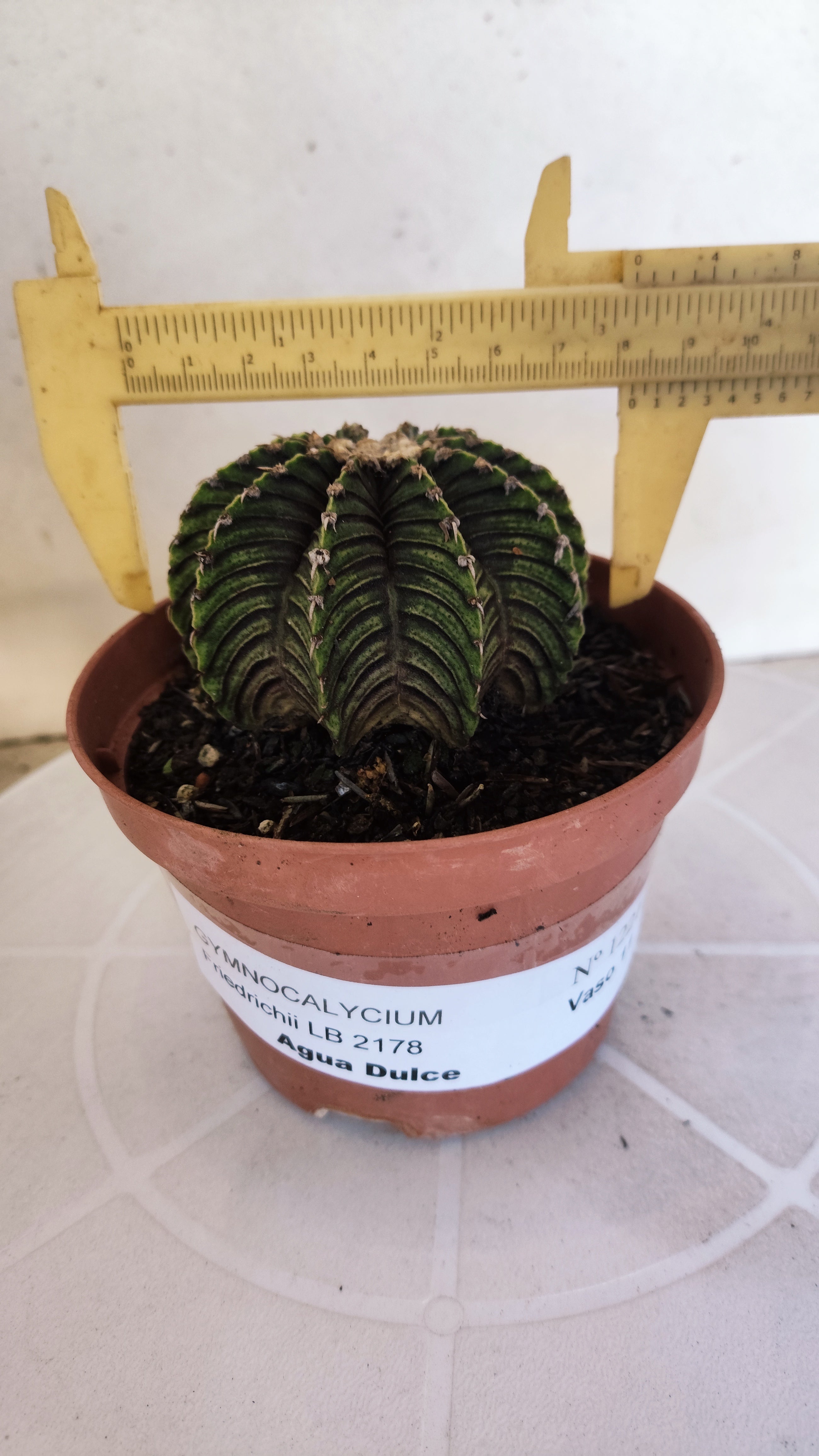 GYMNOCALYCIUM Friedrichii LB 2178 "Agua Dulce" - Nº 1221 – vaso 11