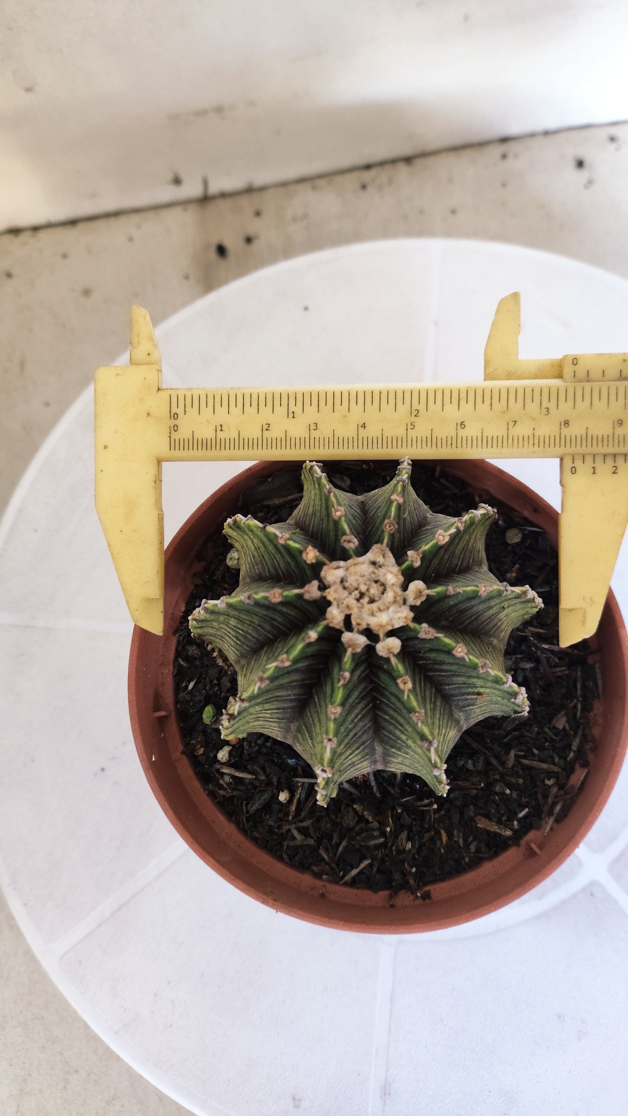 GYMNOCALYCIUM Friedrichii LB 2178 "Agua Dulce" - Nº 1221 – vaso 11