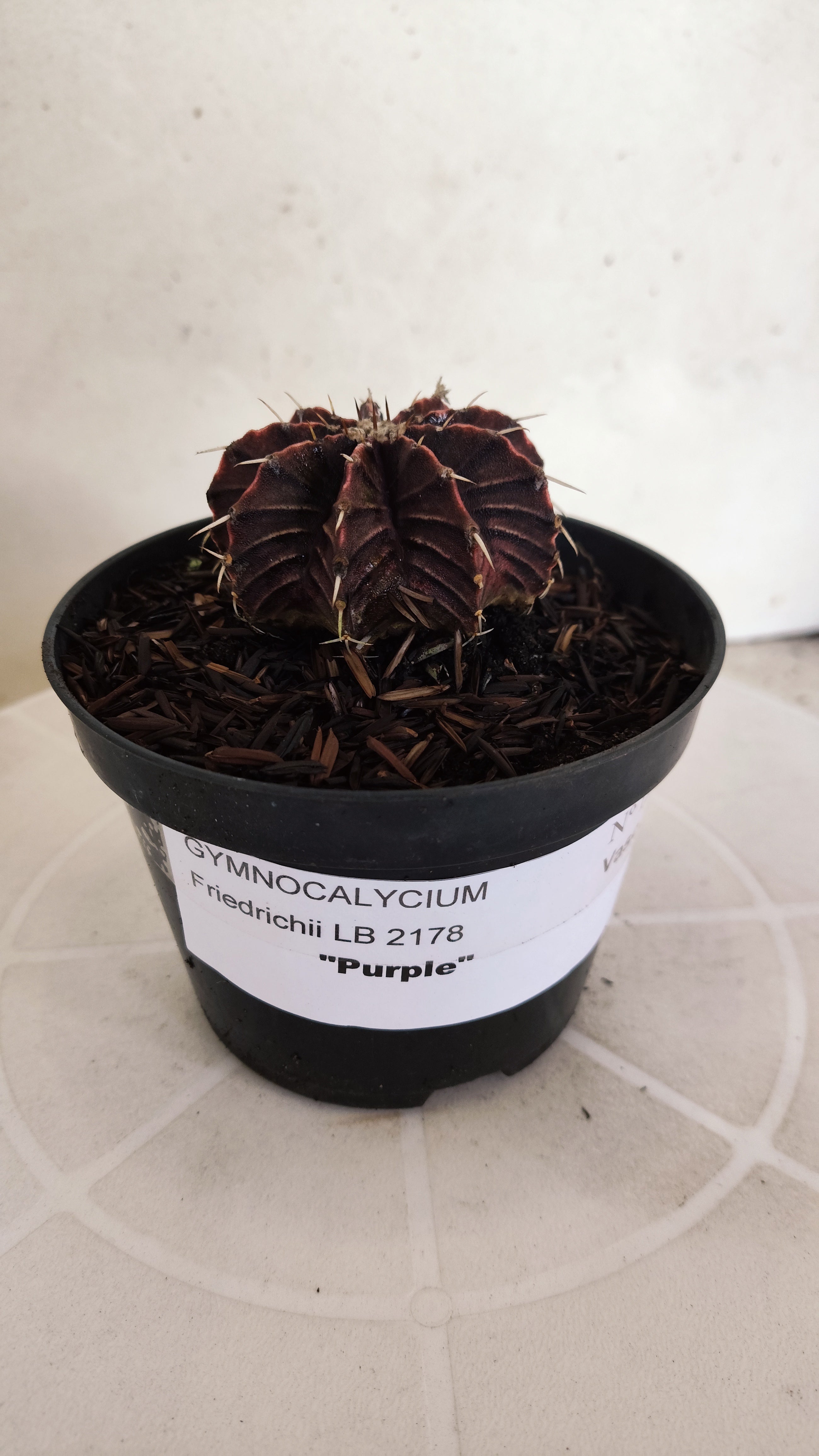 GYMNOCALYCIUM Friedrichii LB 2178 "Agua Dulce - PURPLE" - Nº 1222 – vaso 11
