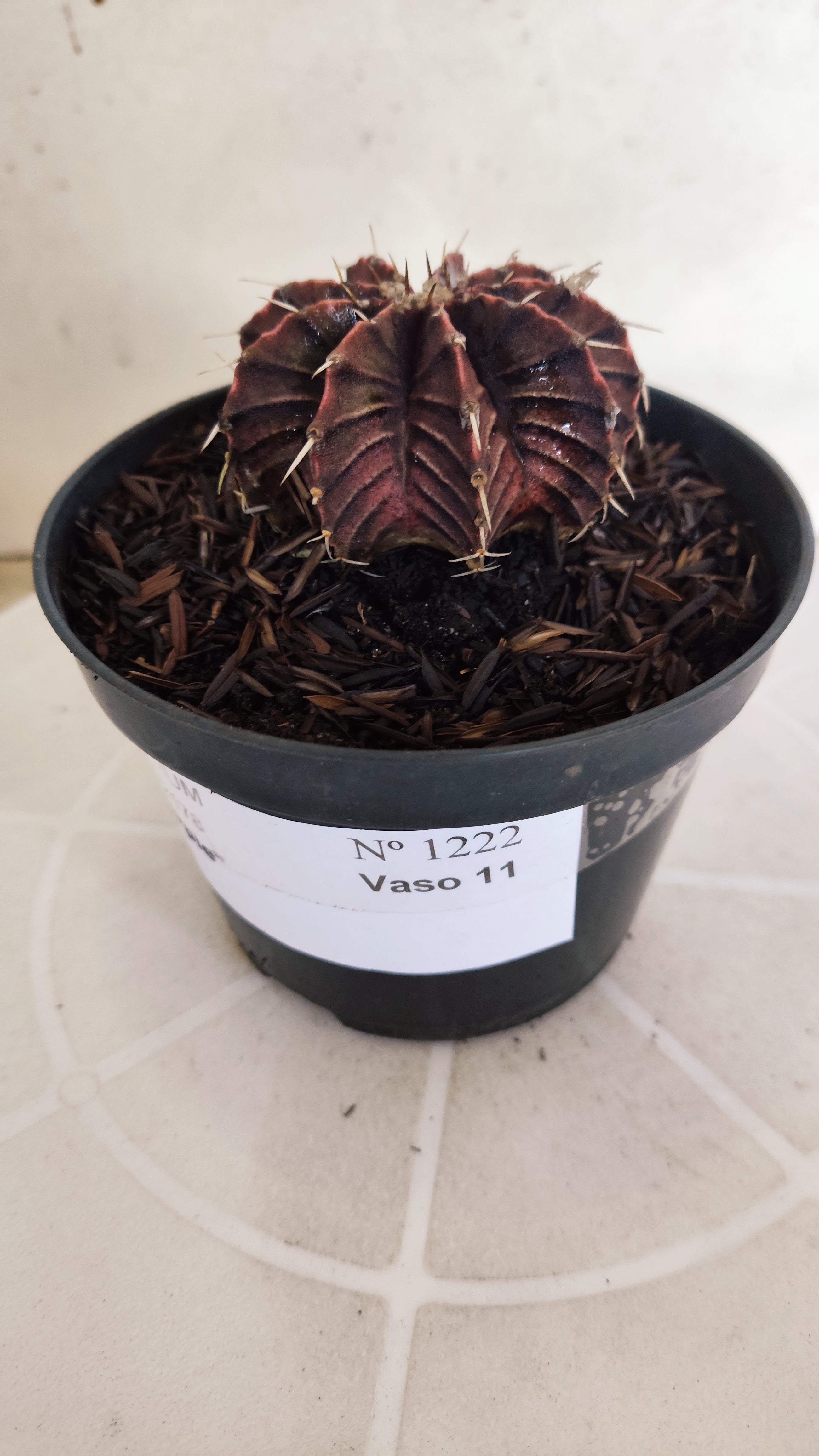 GYMNOCALYCIUM Friedrichii LB 2178 "Agua Dulce - PURPLE" - Nº 1222 – vaso 11
