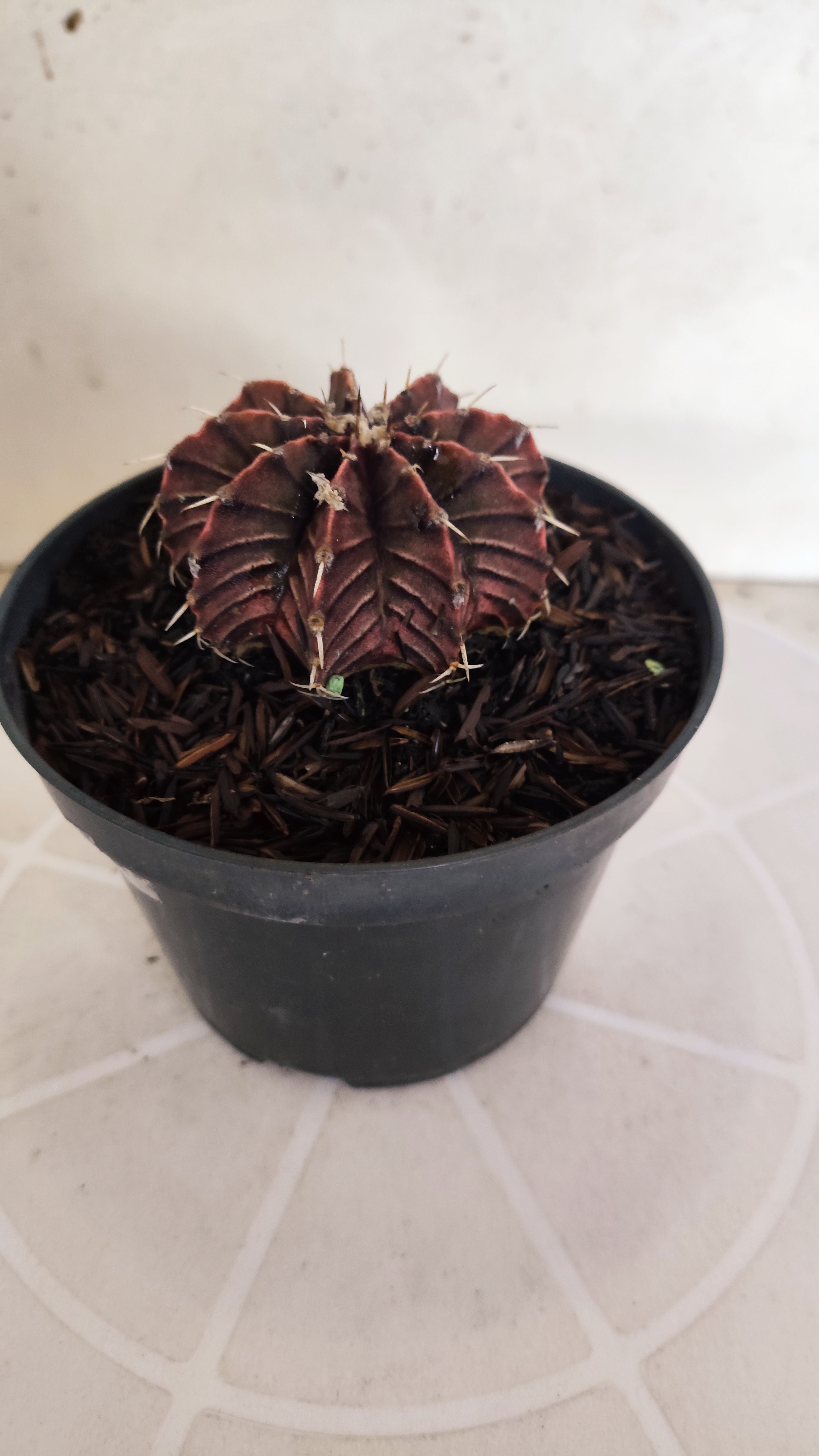 GYMNOCALYCIUM Friedrichii LB 2178 "Agua Dulce - PURPLE" - Nº 1222 – vaso 11