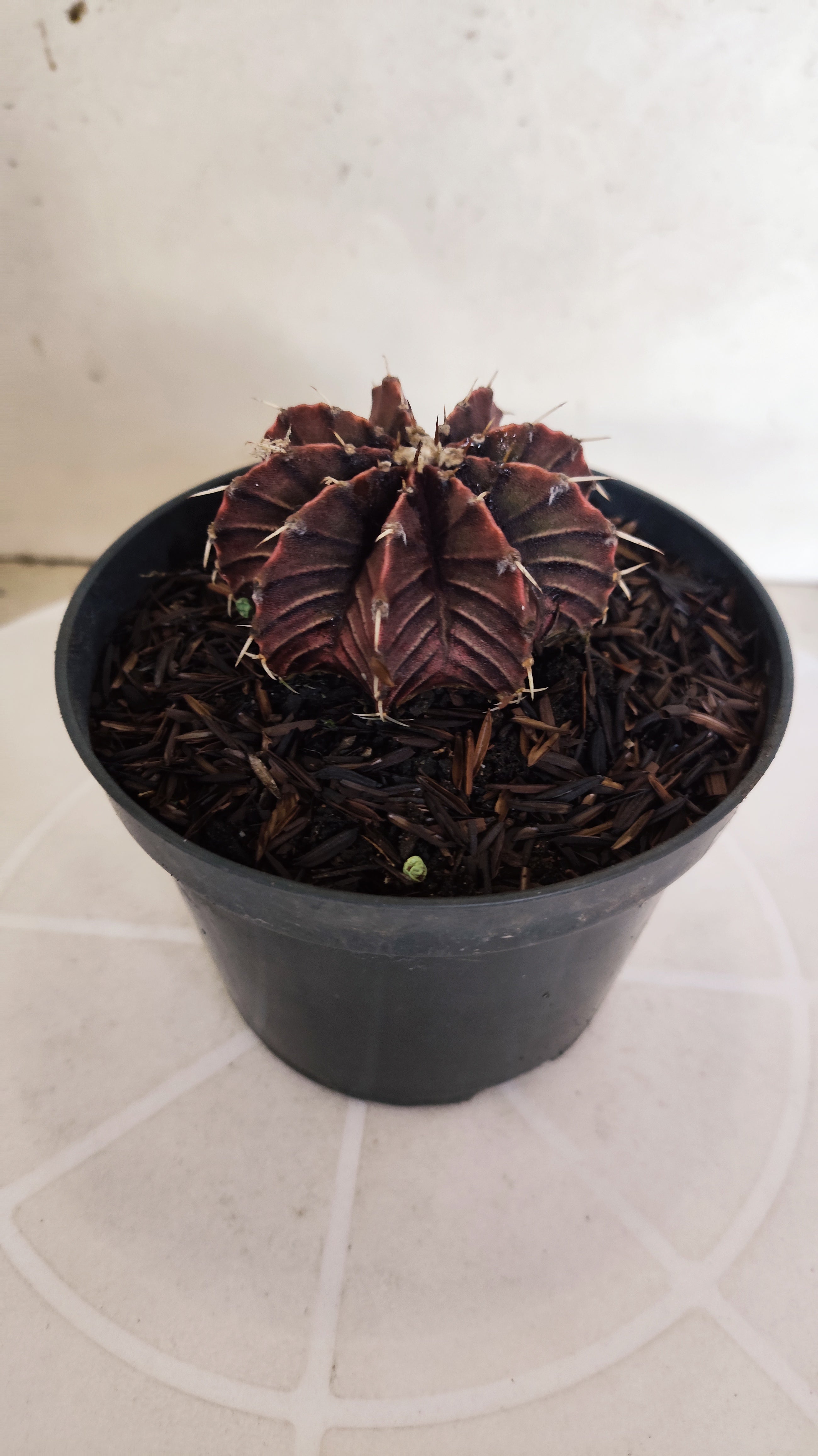 GYMNOCALYCIUM Friedrichii LB 2178 "Agua Dulce - PURPLE" - Nº 1222 – vaso 11